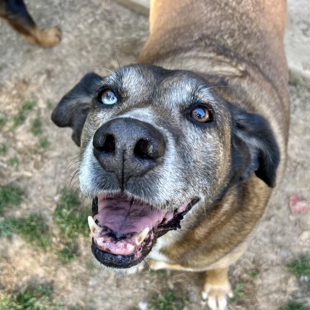 Enlarge Gus bonded to Joslin hw neg, a Adoptable mixed breed in Parrish, AL image 2/6
