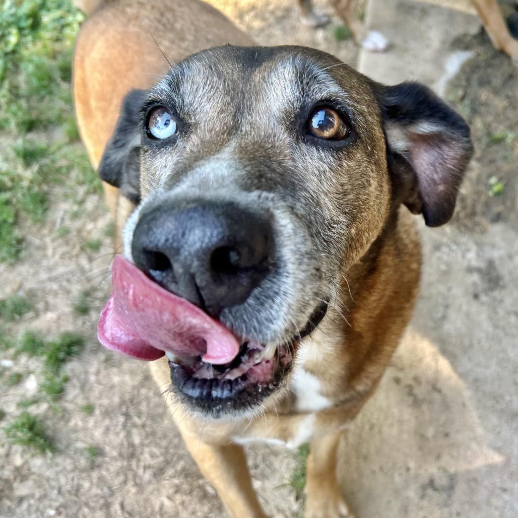 Enlarge Gus bonded to Joslin hw neg, a Adoptable mixed breed in Parrish, AL image 3/6