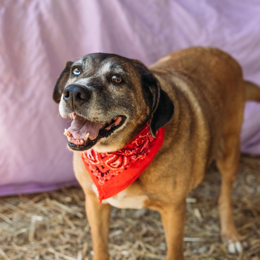 Enlarge Gus bonded to Joslin hw neg, a Adoptable mixed breed in Parrish, AL image 4/6