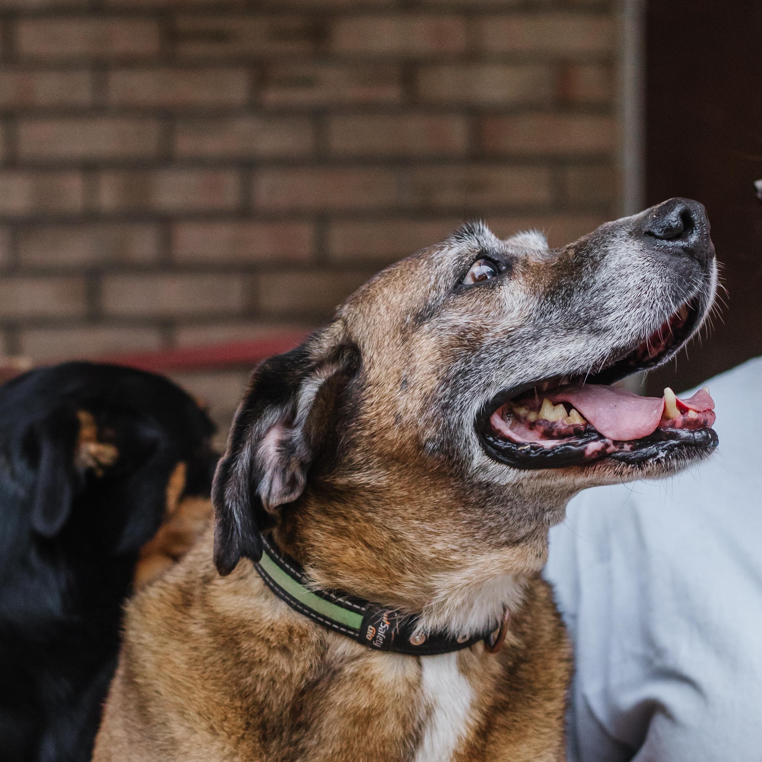 Enlarge Gus bonded to Joslin hw neg, a Adoptable mixed breed in Parrish, AL image 1/6