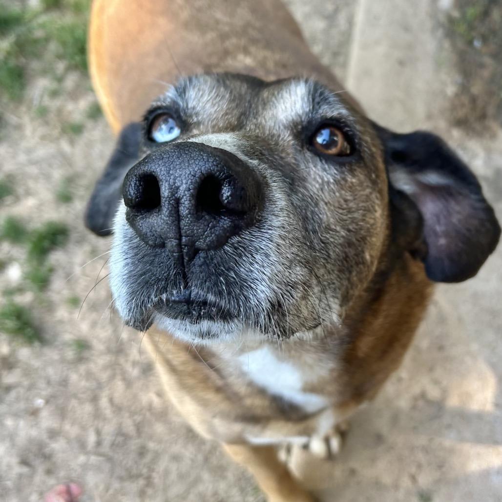 Enlarge Gus bonded to Joslin hw neg, a Adoptable mixed breed in Parrish, AL image 5/6