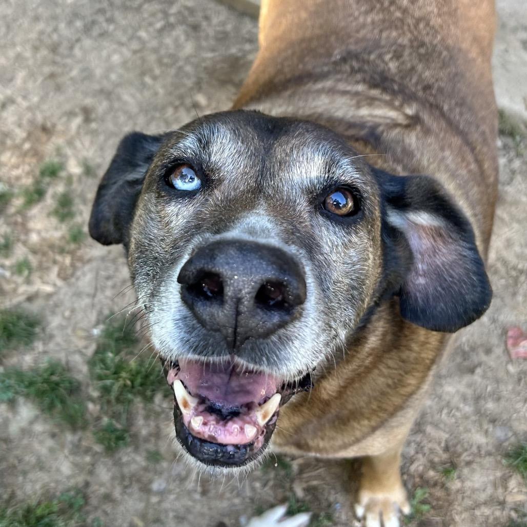 Enlarge Gus bonded to Joslin hw neg, a Adoptable mixed breed in Parrish, AL image 6/6