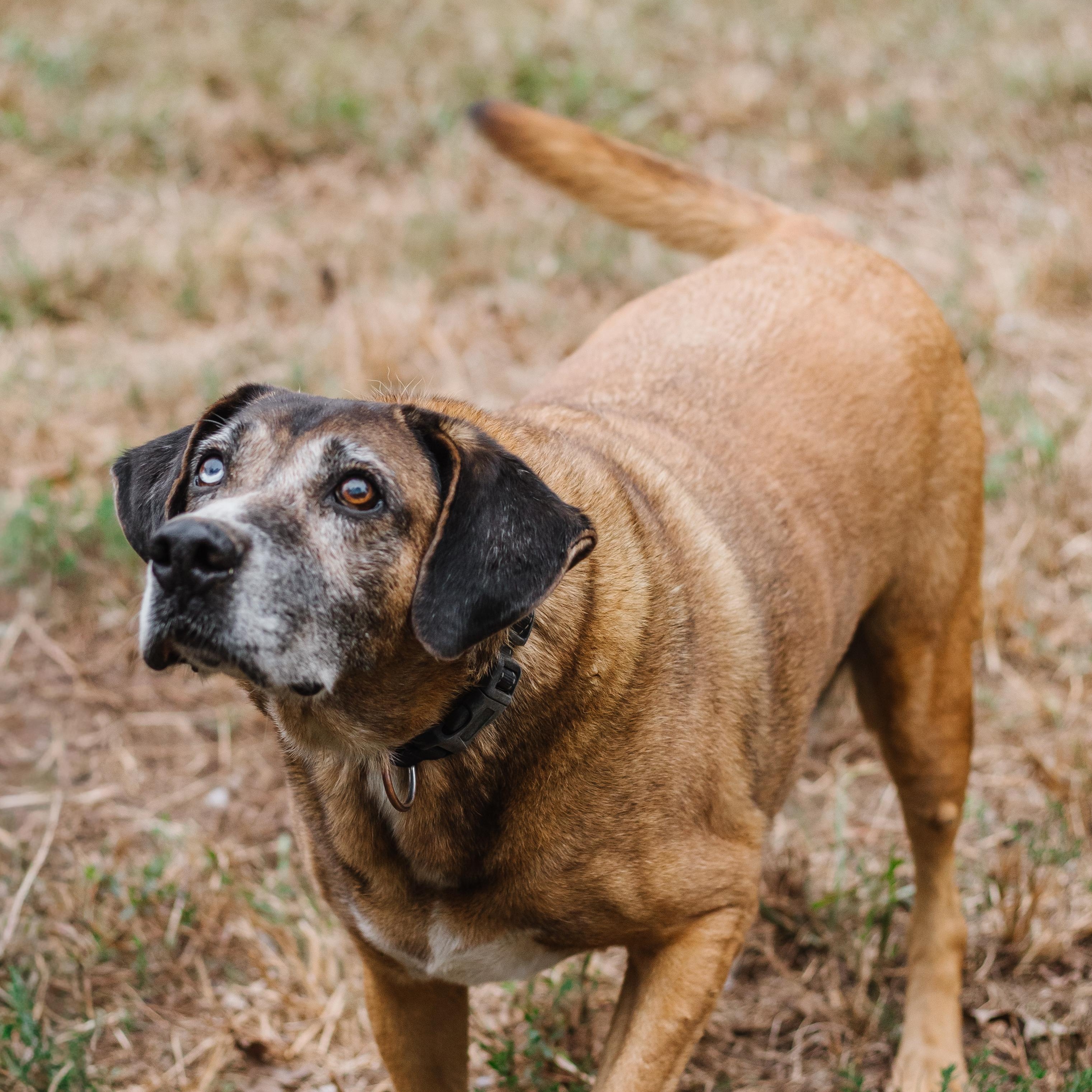 Enlarge Gus bonded to Joslin hw neg, a Adoptable mixed breed in Parrish, AL image 4/6