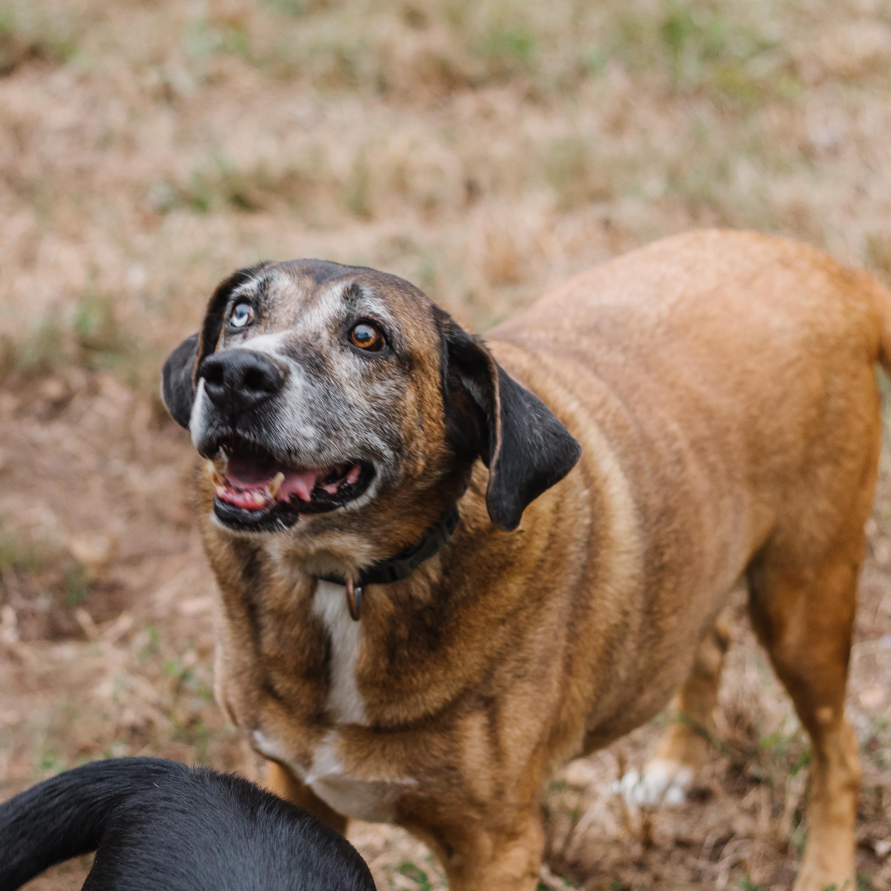Enlarge Gus bonded to Joslin hw neg, a Adoptable mixed breed in Parrish, AL image 2/6