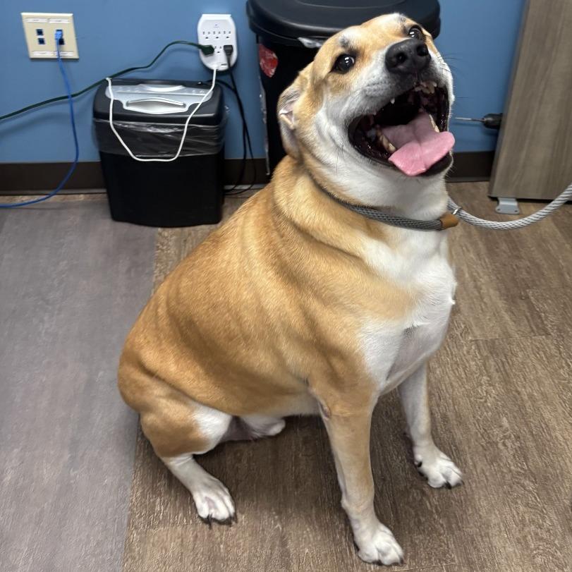 Milo, Adoptable, Adult Male Shepherd & Mixed Breed.