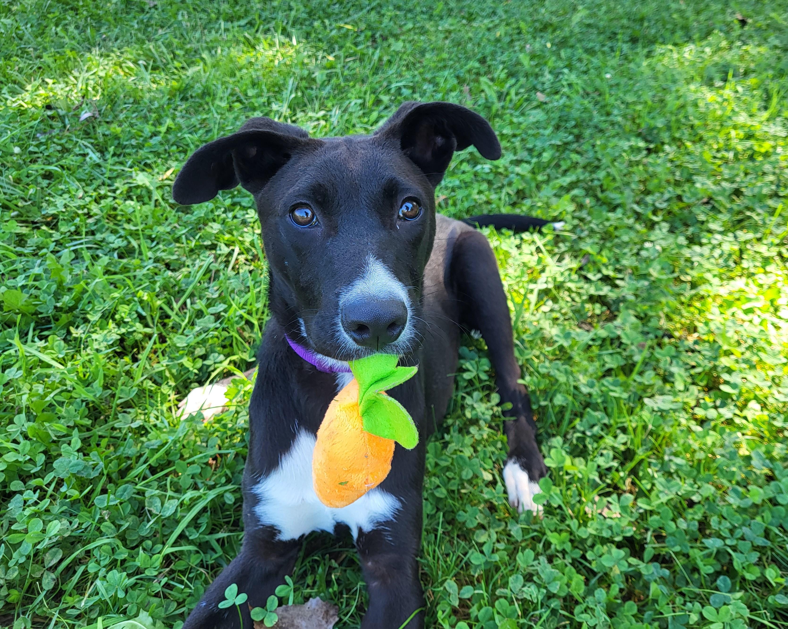Enlarge Bronx, a Adopted mixed breed in Grayslake, IL image 2/5