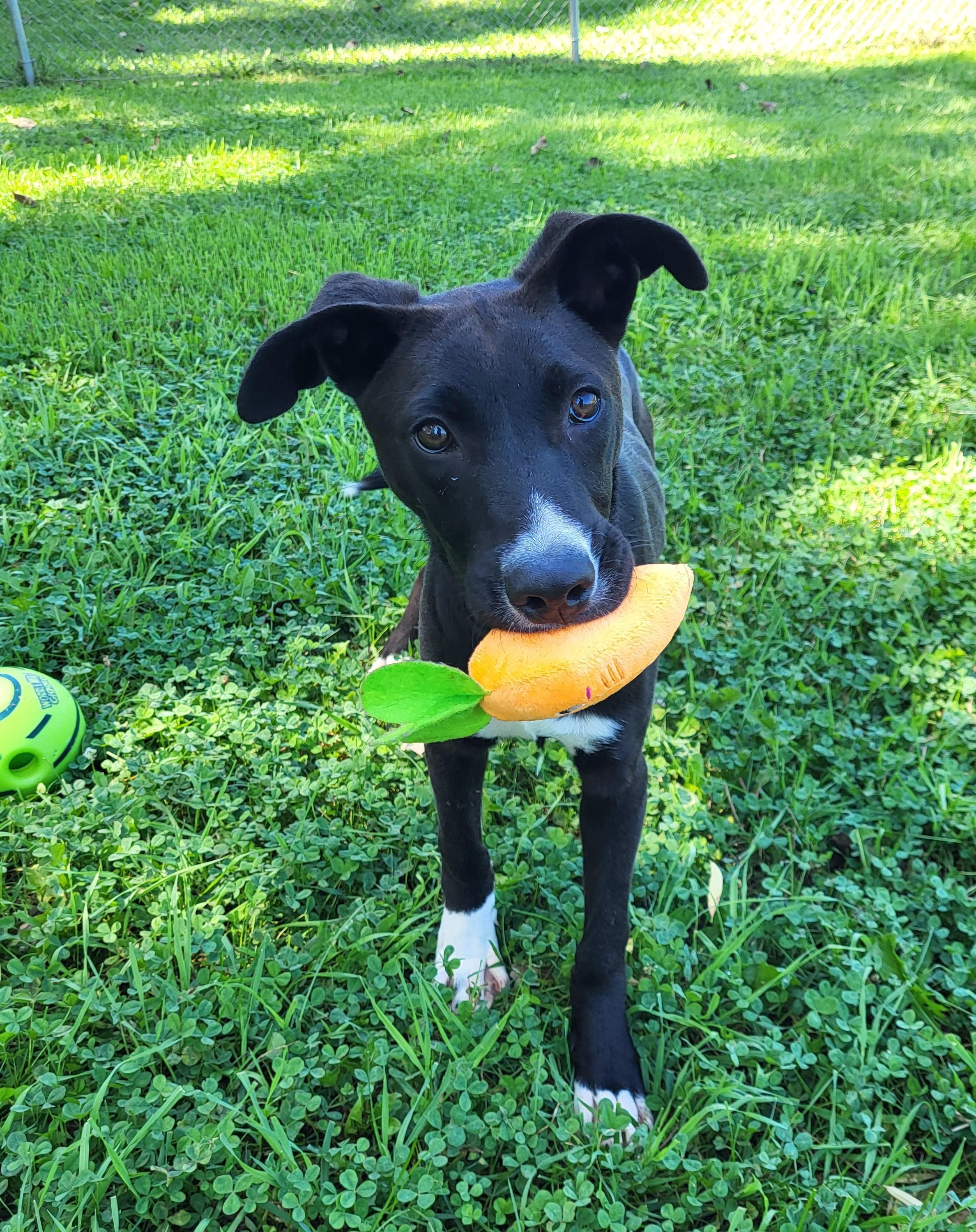 Enlarge Bronx, a Adopted mixed breed in Grayslake, IL image 5/5
