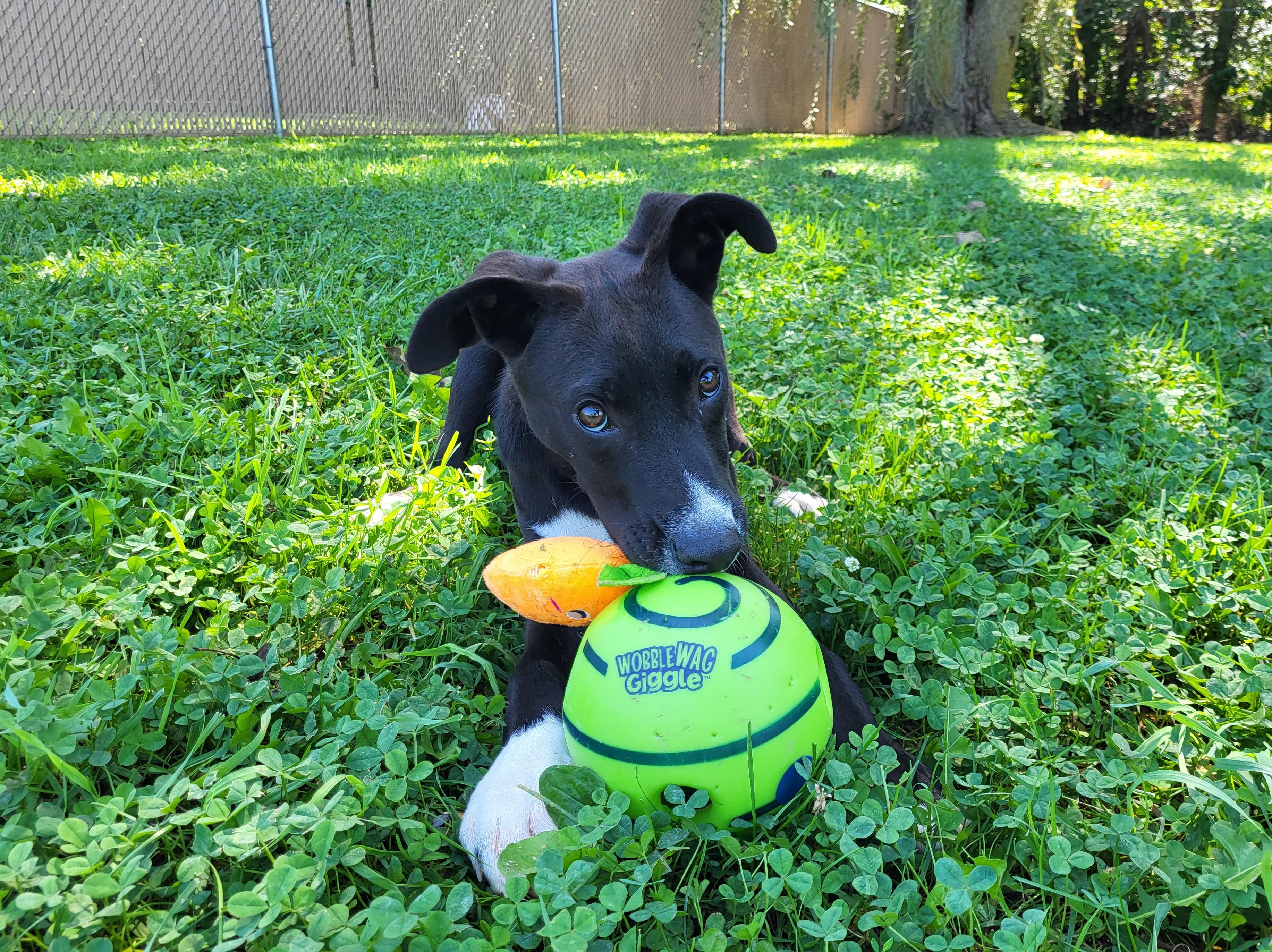 Enlarge Bronx, a Adopted mixed breed in Grayslake, IL image 3/5