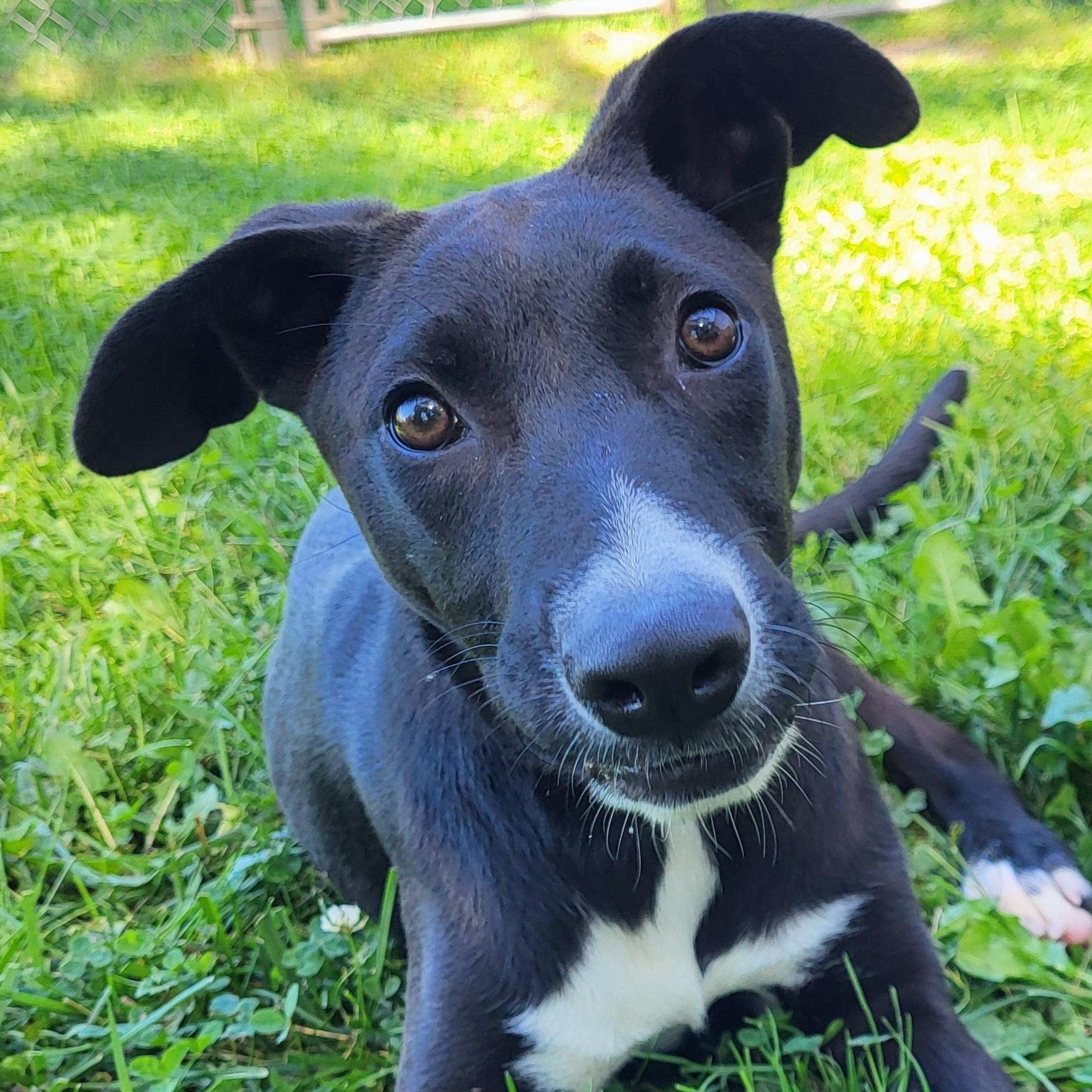 Enlarge Bronx, a Adopted mixed breed in Grayslake, IL image 1/5