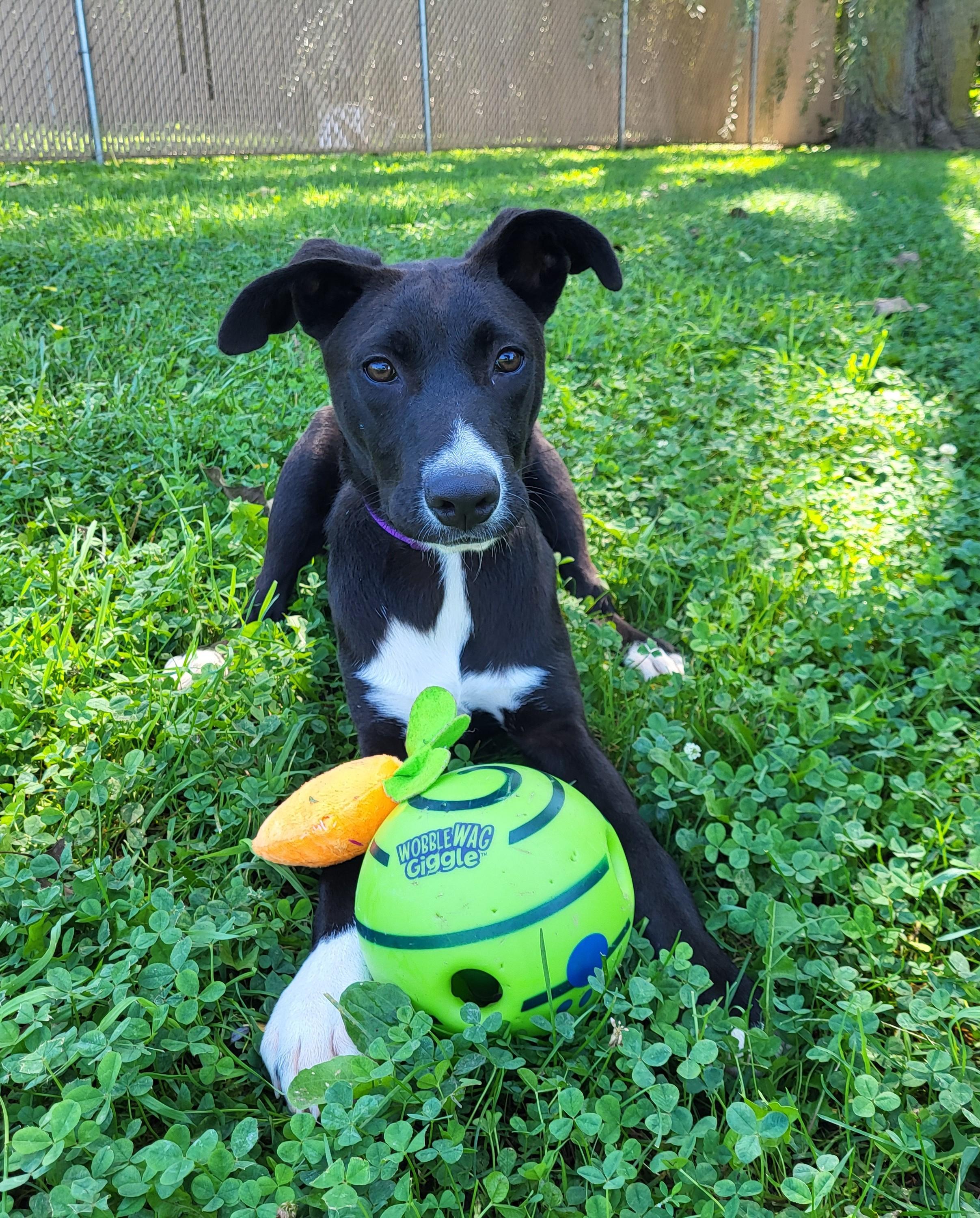 Enlarge Bronx, a Adopted mixed breed in Grayslake, IL image 4/5