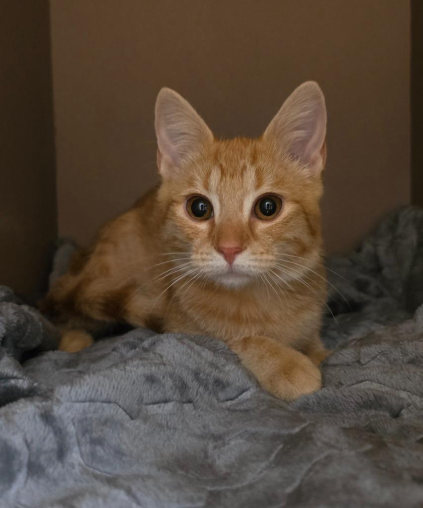 Enlarge Maple, a Adoptable mixed breed in Blountville, TN image 1/2