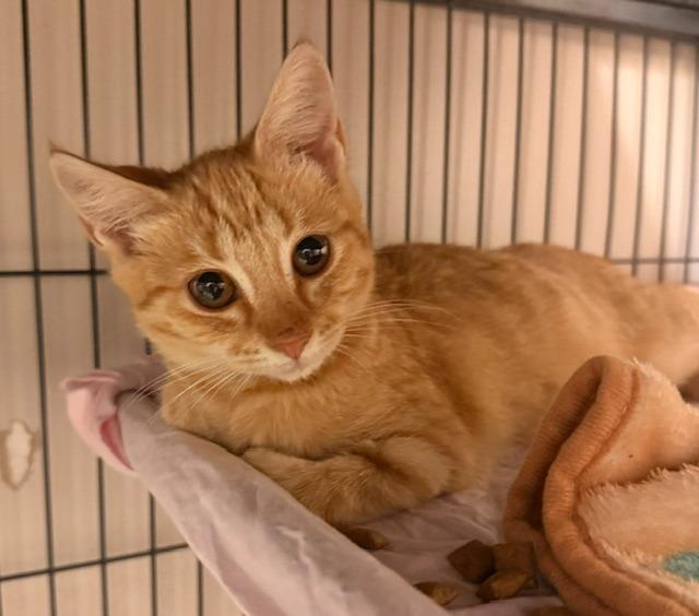 Enlarge Maple, a Adoptable mixed breed in Blountville, TN image 2/2