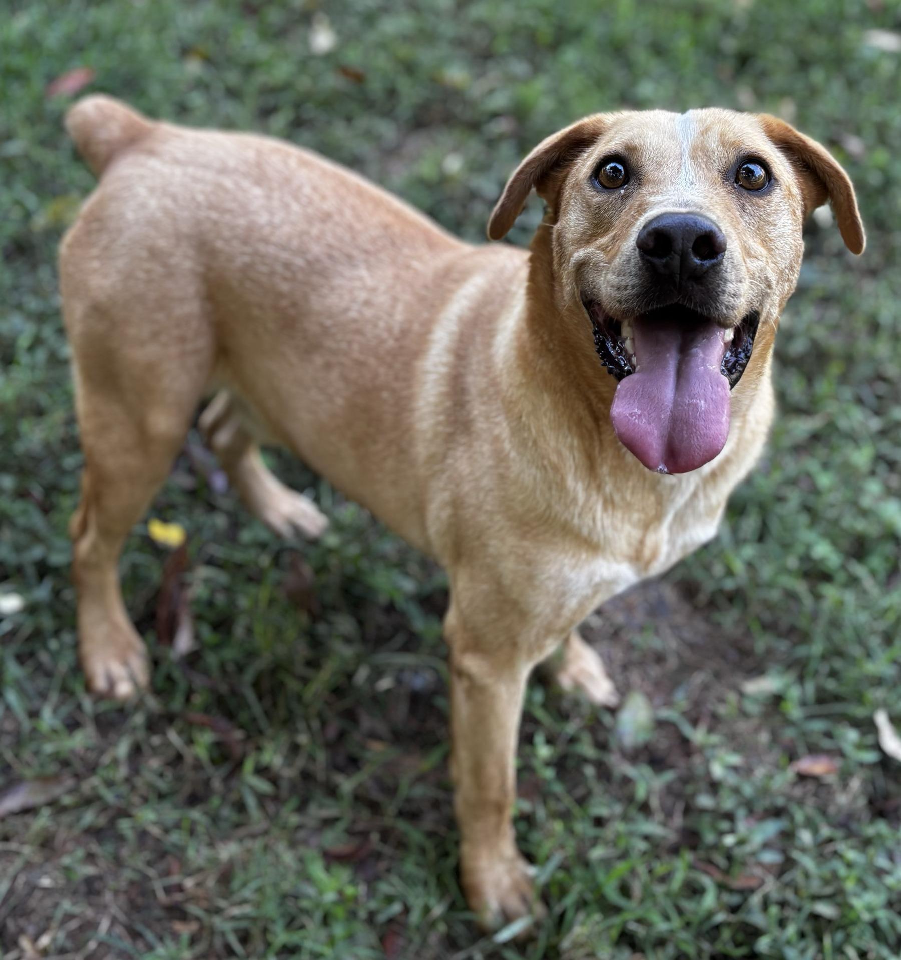 Harley, a Adoptable mixed breed in Dawsonville, GA image 3/4