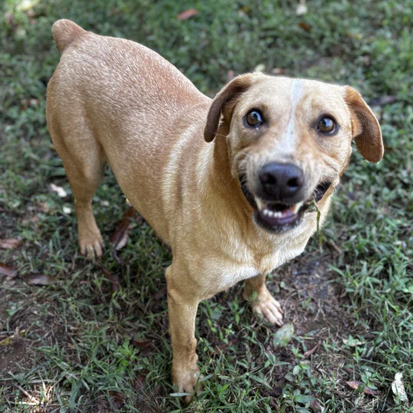 Harley, a Adoptable mixed breed in Dawsonville, GA image 2/4