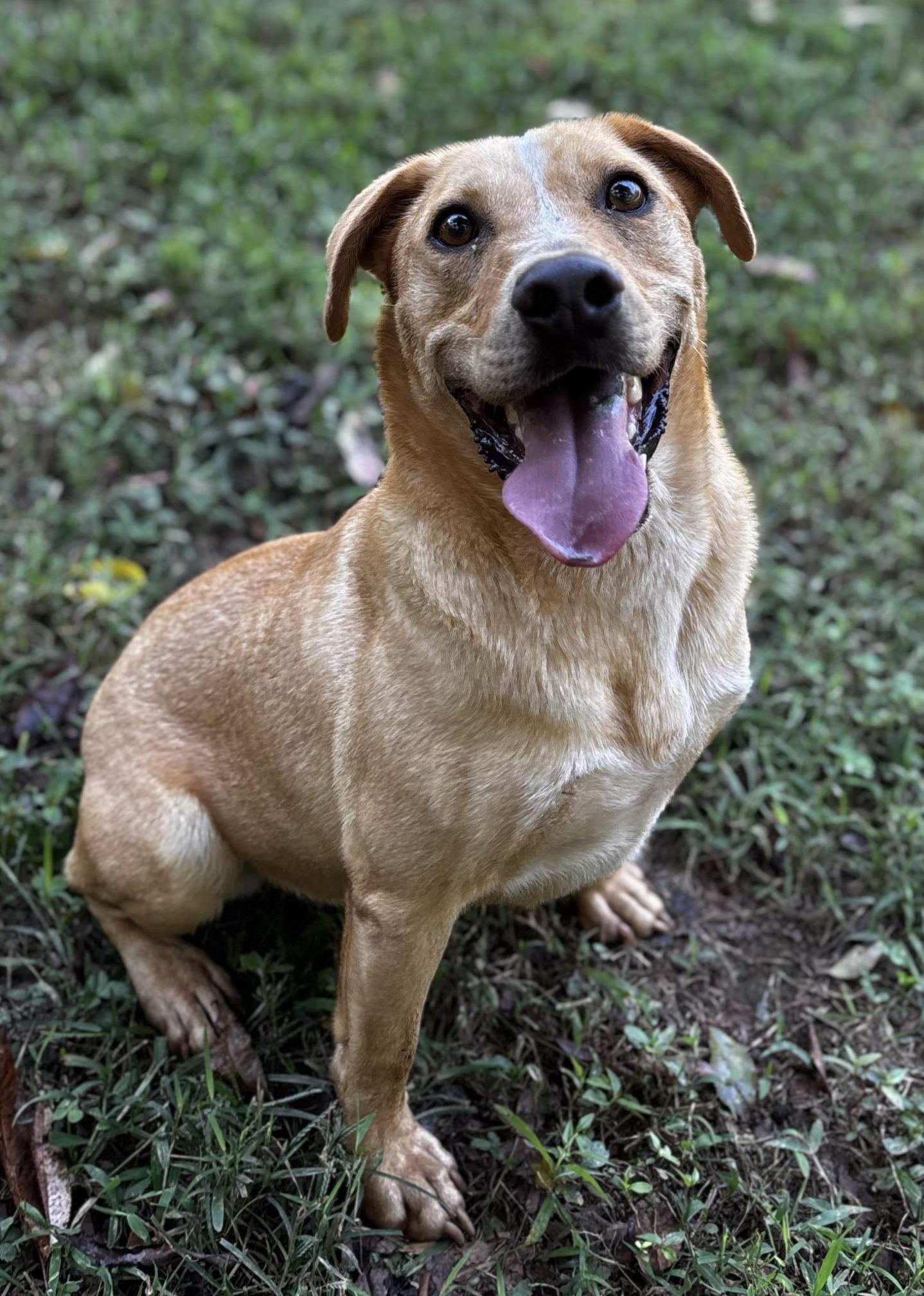Harley, Adoptable, Adult Male Hound.