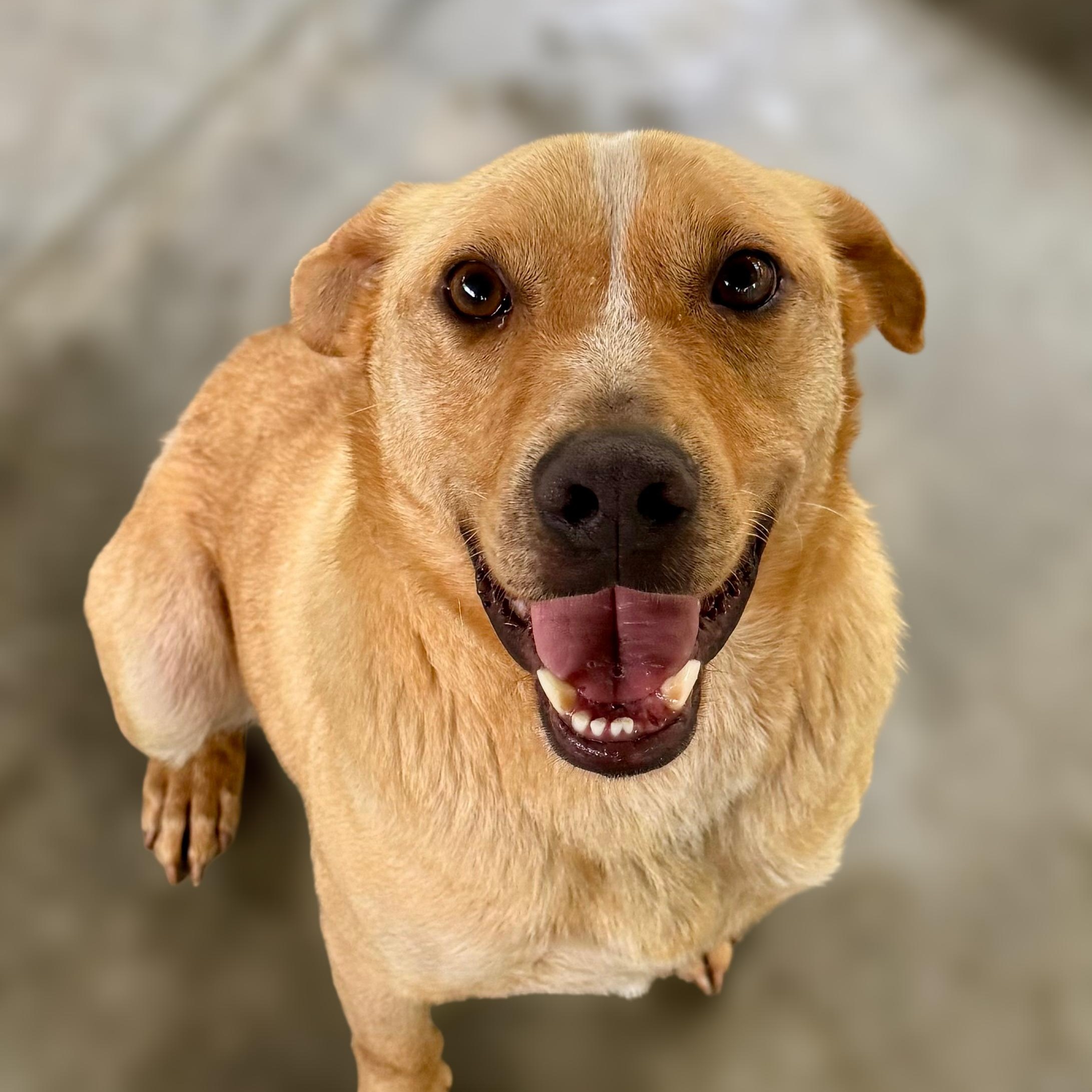 Harley, an adoptable Hound Mix in Dawsonville, GA_image-1