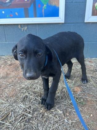 25-171 Gamora, Adoptable, Puppy Female Labrador Retriever & Hound.