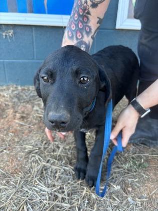 25-171 Gamora, a Adoptable mixed breed in Barnesville, GA image 2/2