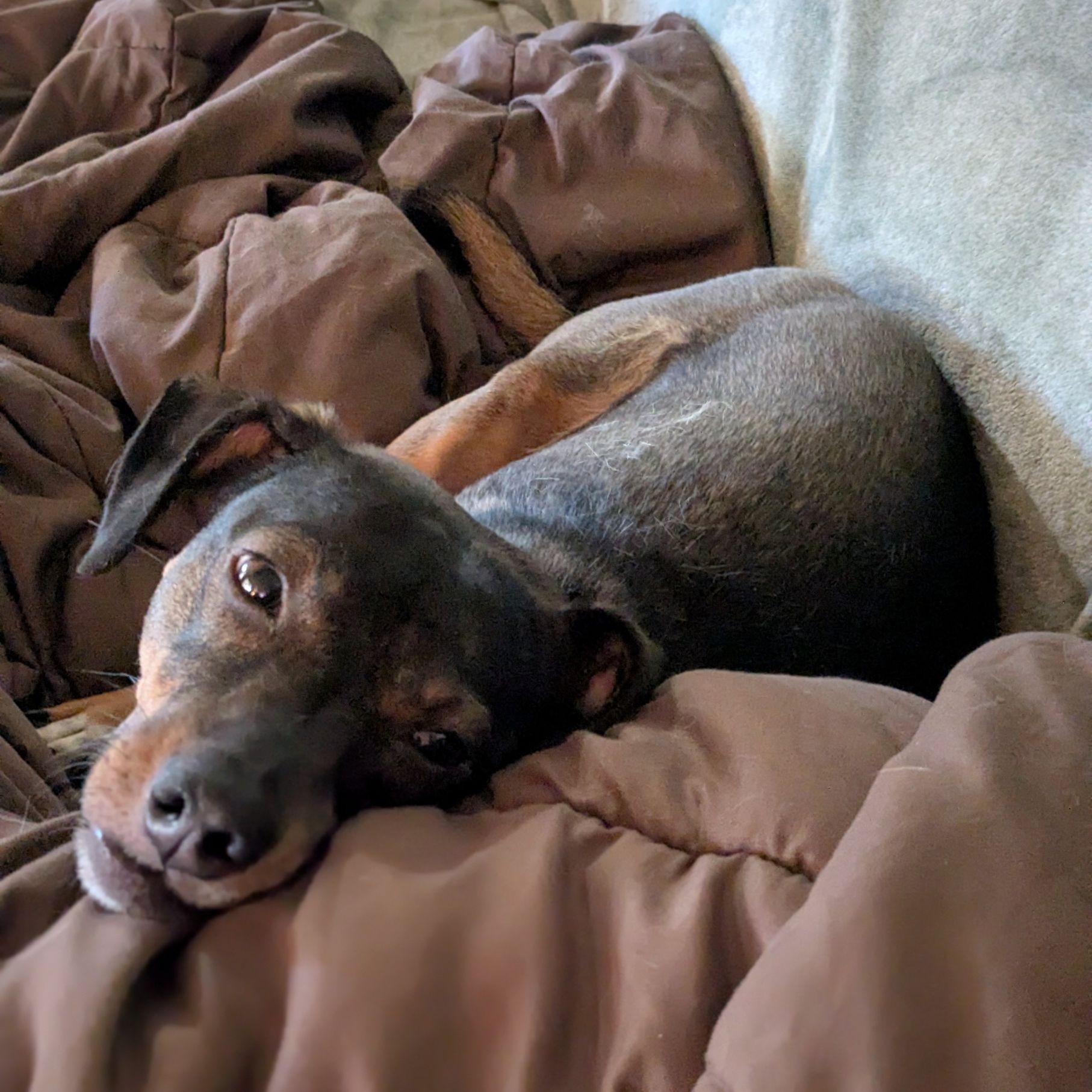 Enlarge Harley, a Adoptable mixed breed in Austin, TX image 1/5