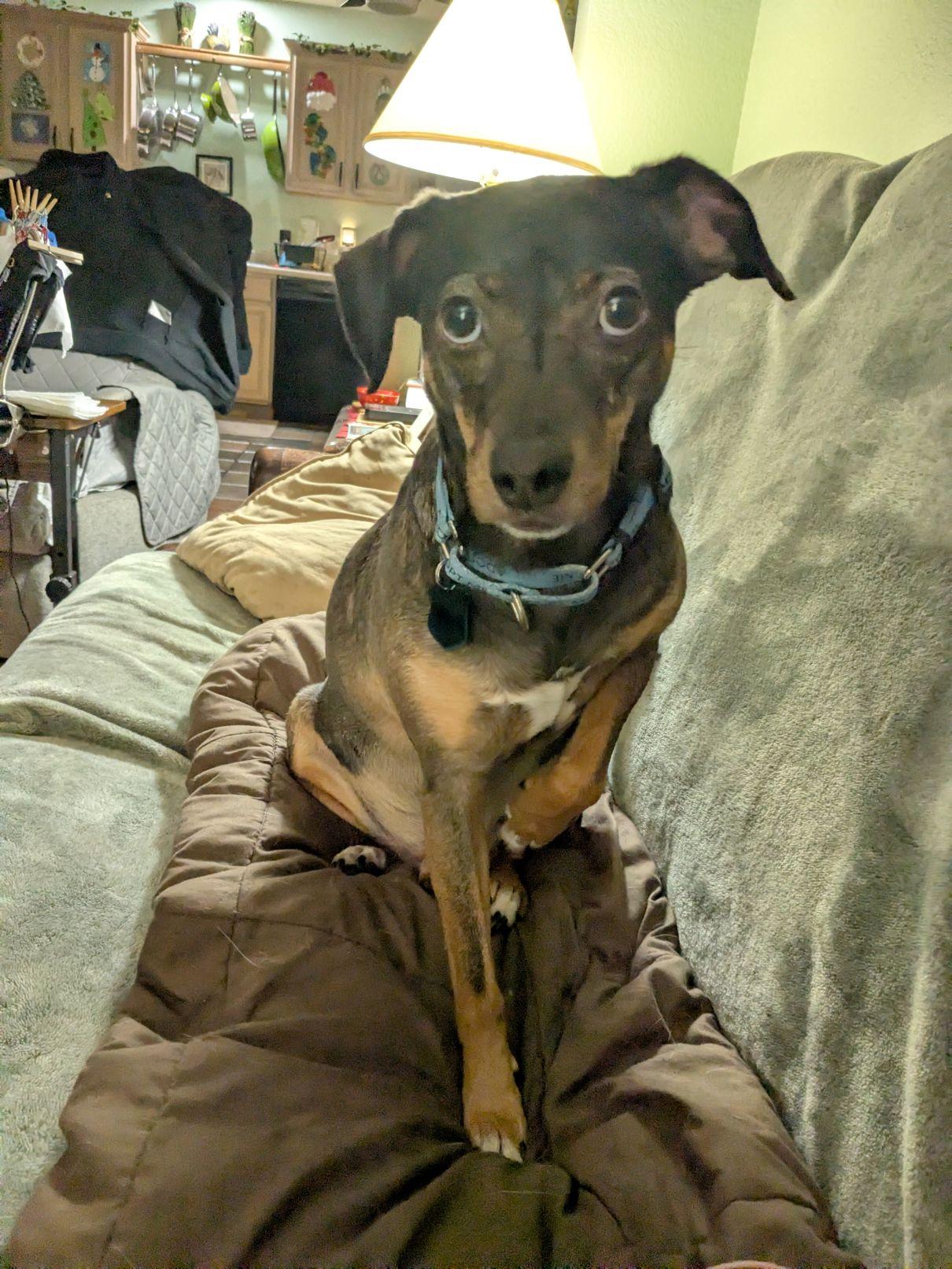 Enlarge Harley, a Adoptable mixed breed in Austin, TX image 4/5