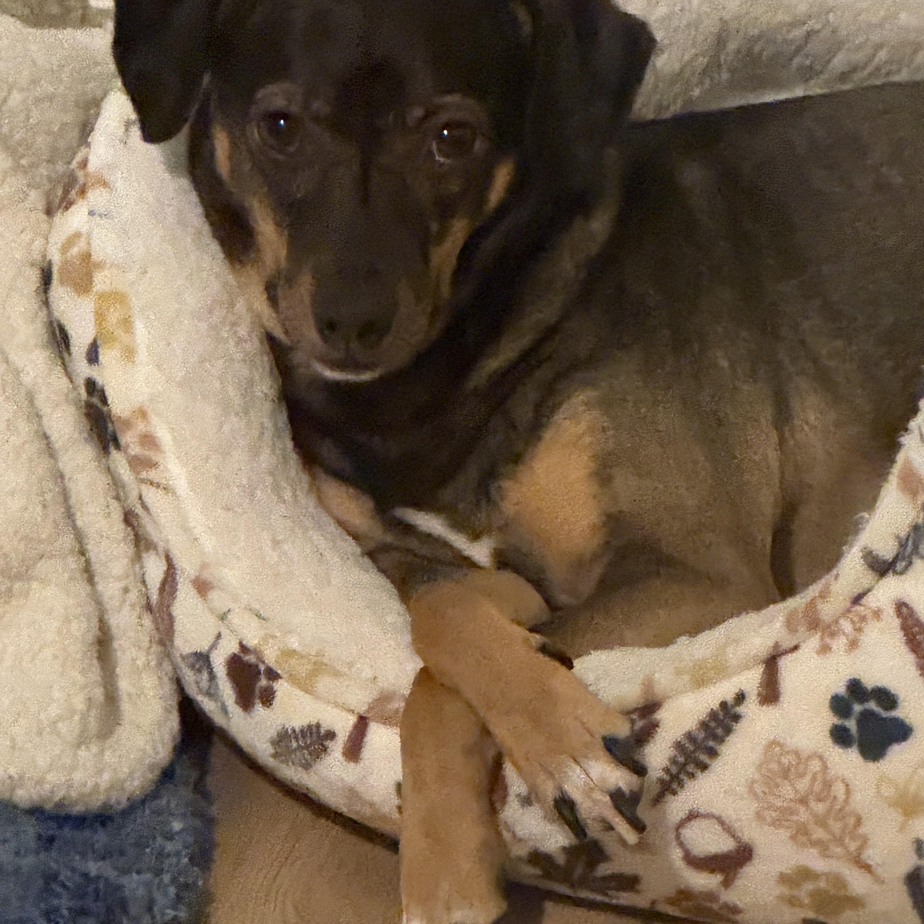 Enlarge Harley, a Adoptable mixed breed in Austin, TX image 2/3