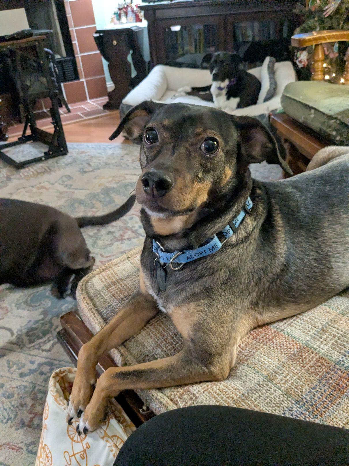 Enlarge Harley, a Adoptable mixed breed in Austin, TX image 2/5