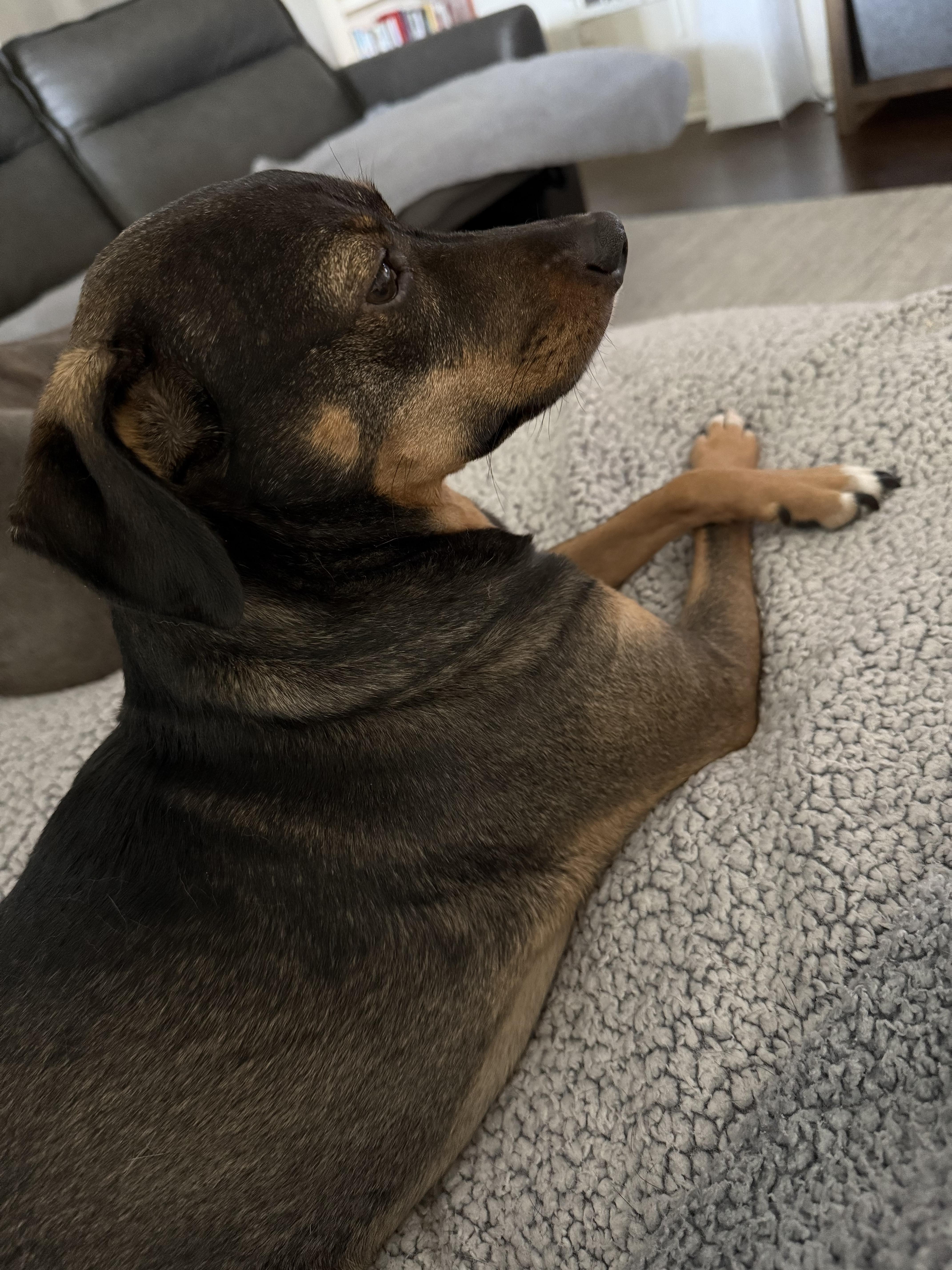 Enlarge Harley, a Adoptable mixed breed in Austin, TX image 3/3