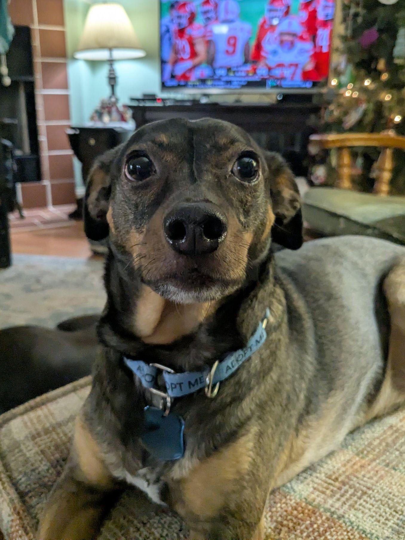 Enlarge Harley, a Adoptable mixed breed in Austin, TX image 3/5