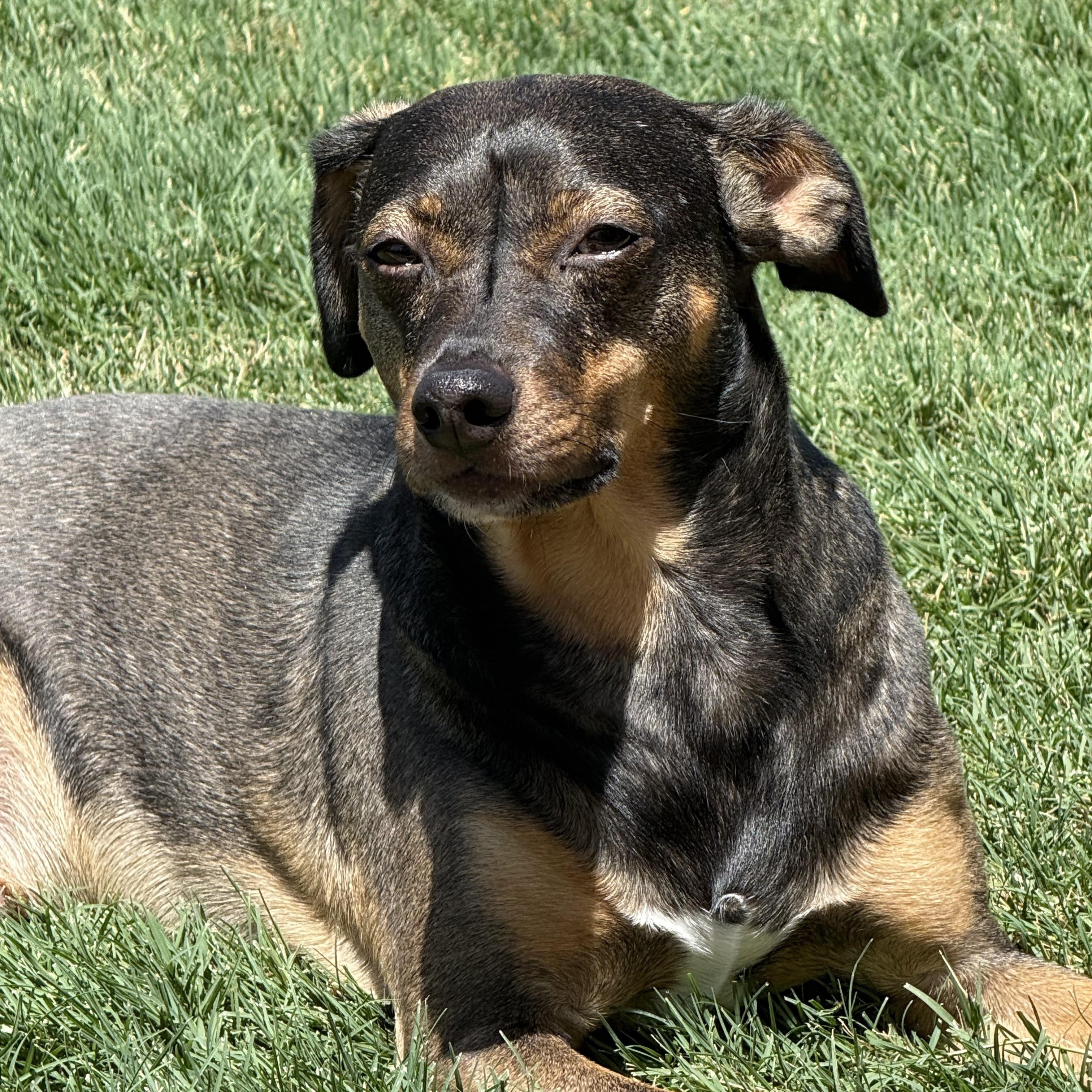Harley, Adoptable, Adult Male German Pinscher & Miniature Pinscher.
