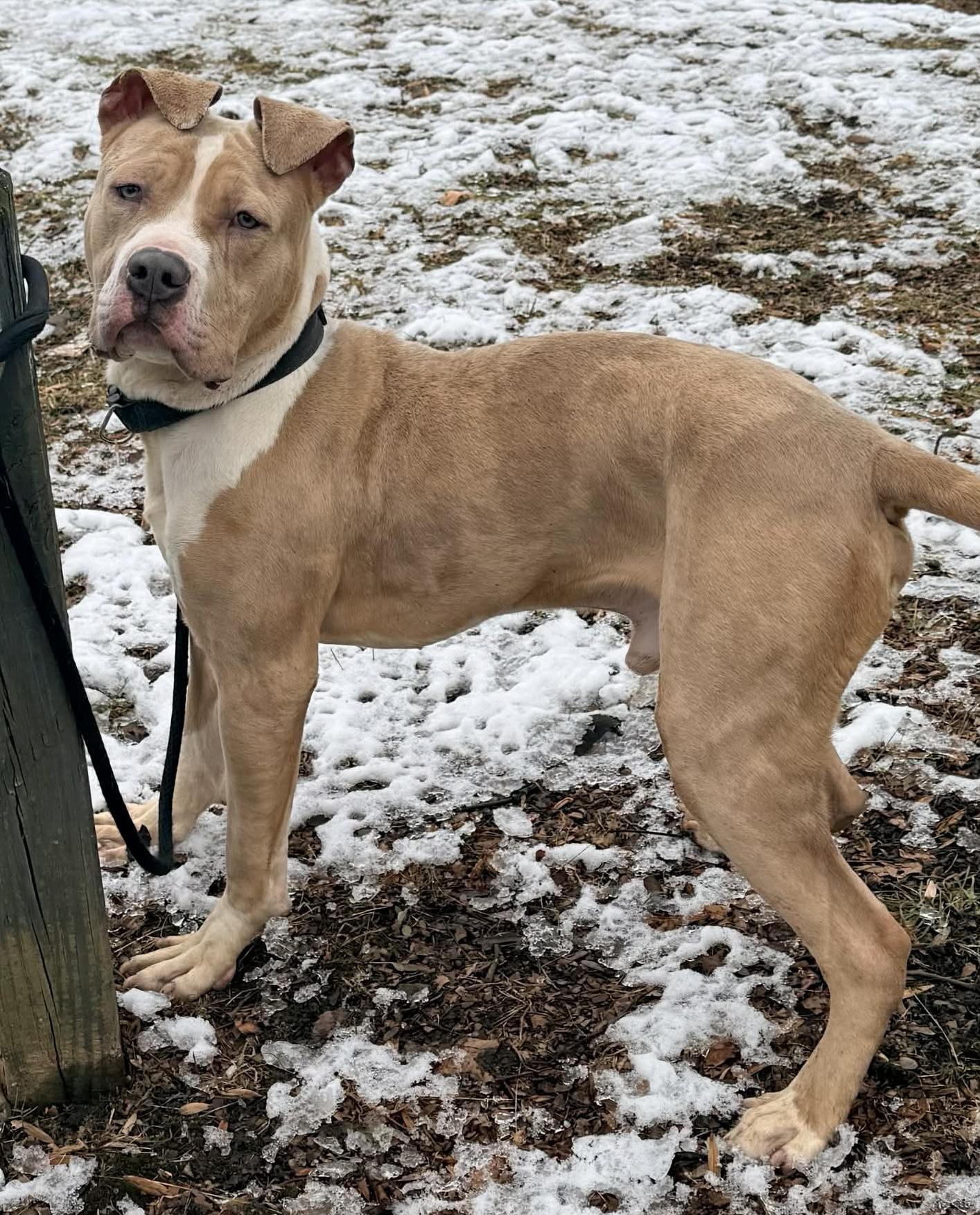 Zach, ADOPTABLE, Adult Male Pit Bull Terrier.