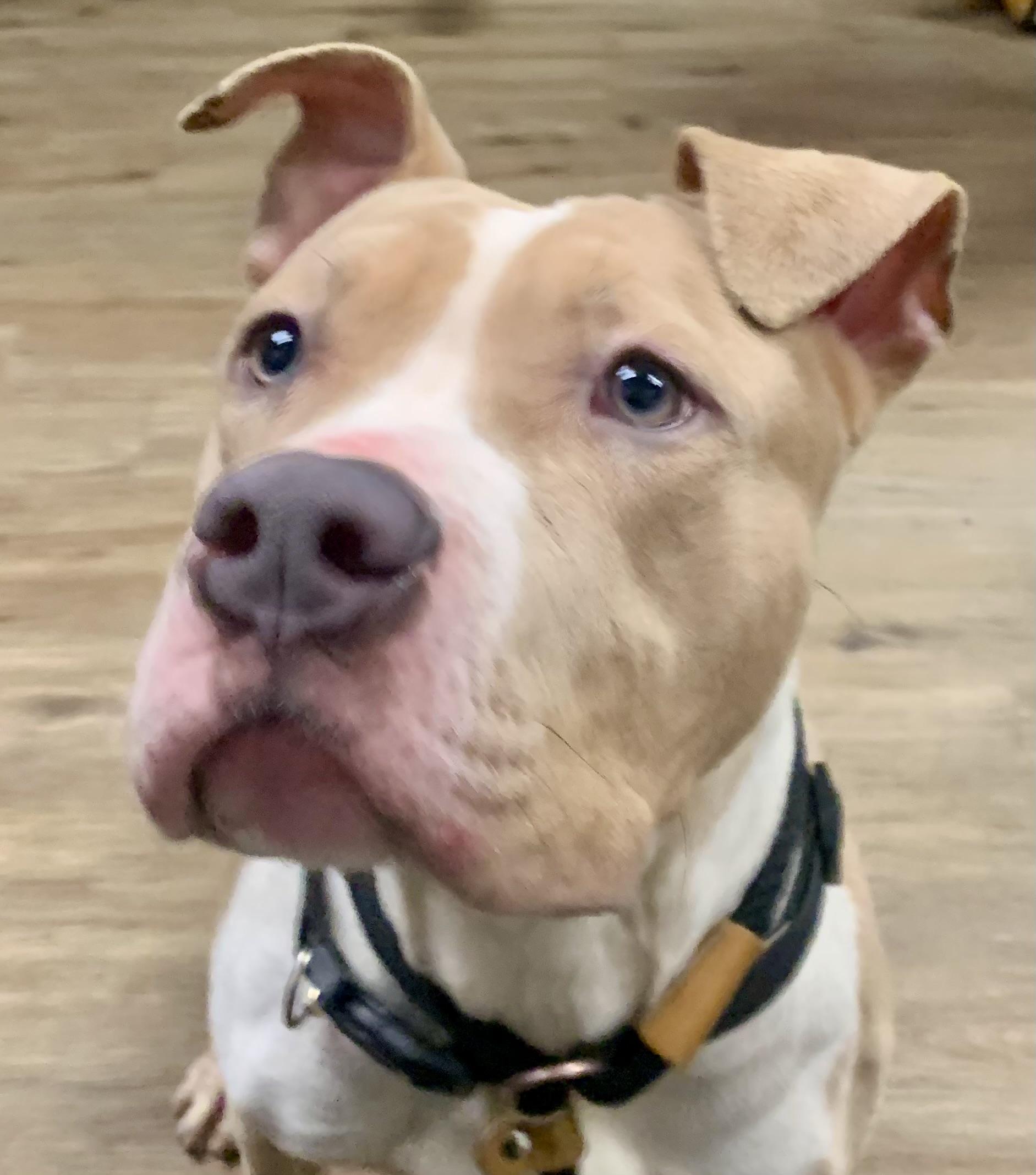 Enlarge Zach, a ADOPTABLE Pit Bull Terrier in McKeesport, PA image 6/6