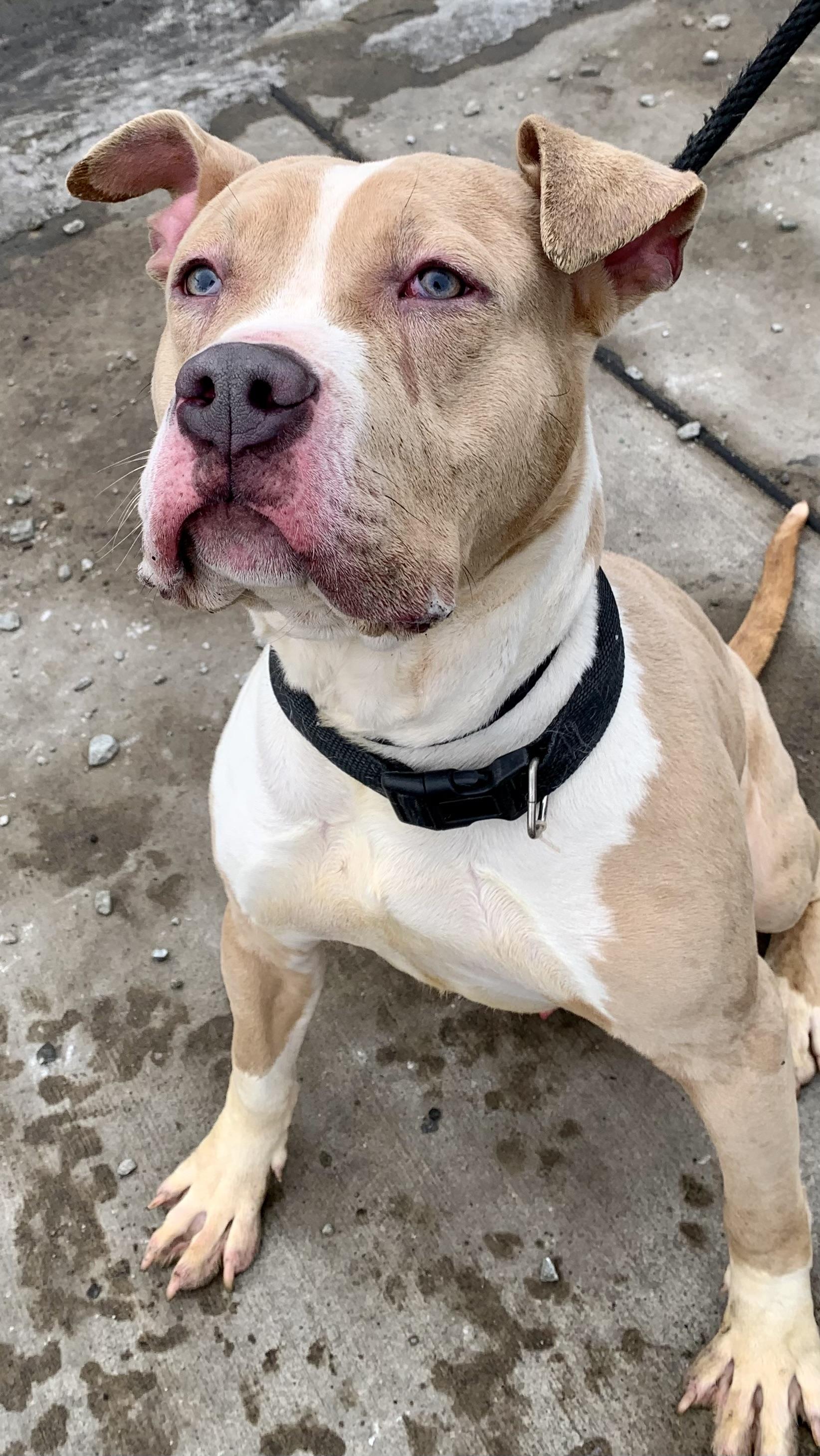 Enlarge Zach, a ADOPTABLE Pit Bull Terrier in McKeesport, PA image 2/6