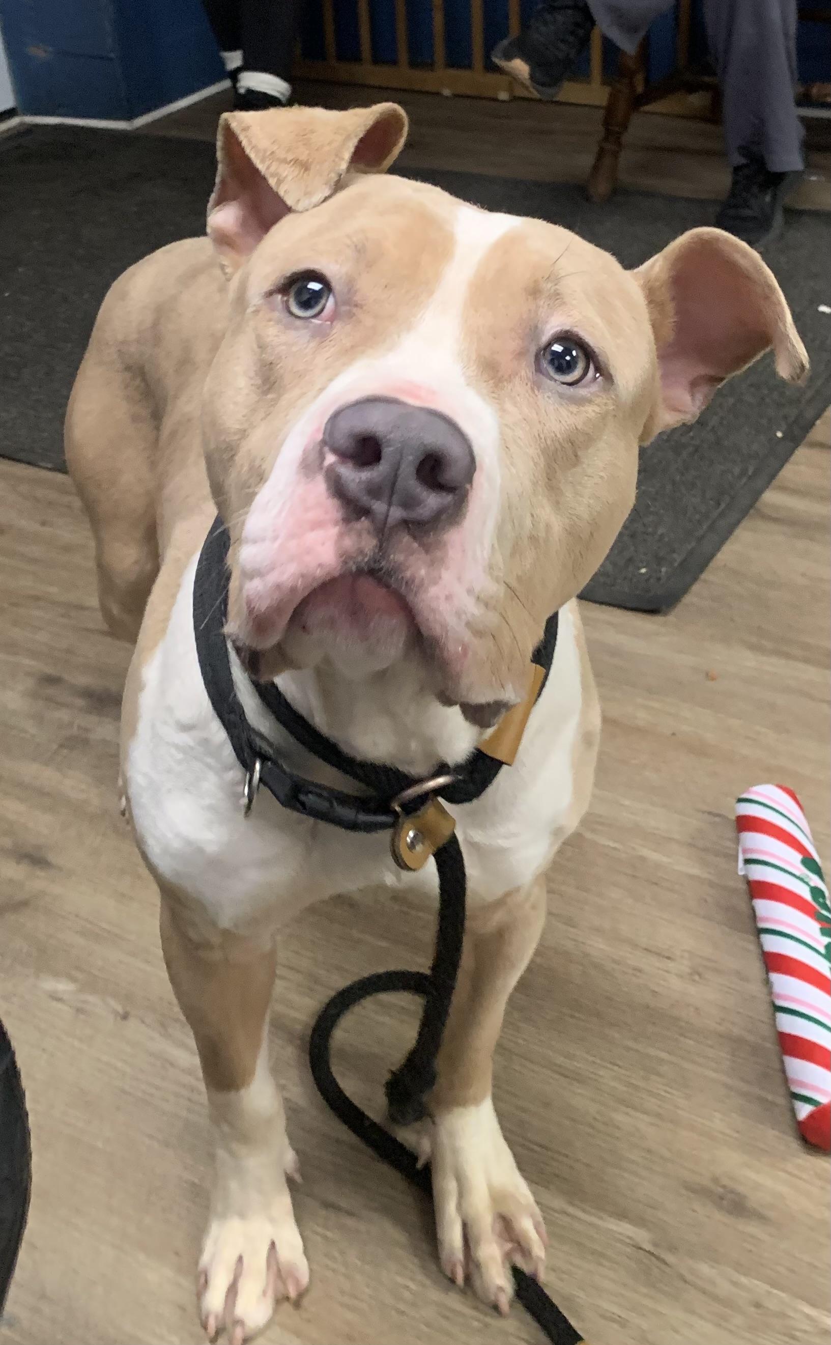 Enlarge Zach, a ADOPTABLE Pit Bull Terrier in McKeesport, PA image 5/6