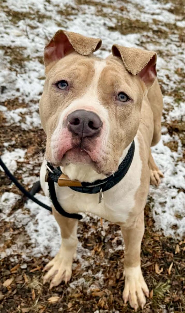 Enlarge Zach, a ADOPTABLE Pit Bull Terrier in McKeesport, PA image 6/6