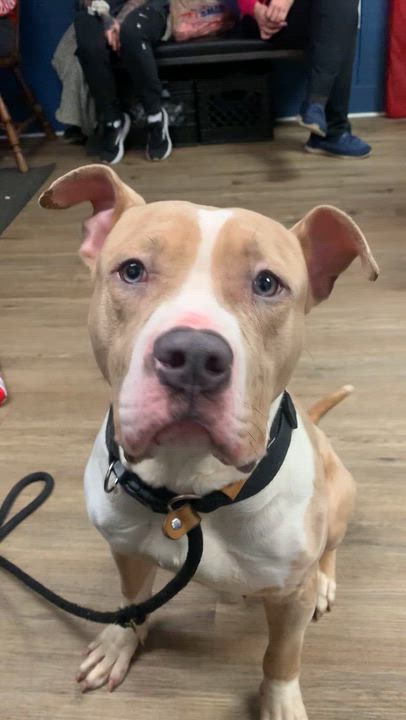 Enlarge Zach, a ADOPTABLE Pit Bull Terrier in McKeesport, PA video 4/6