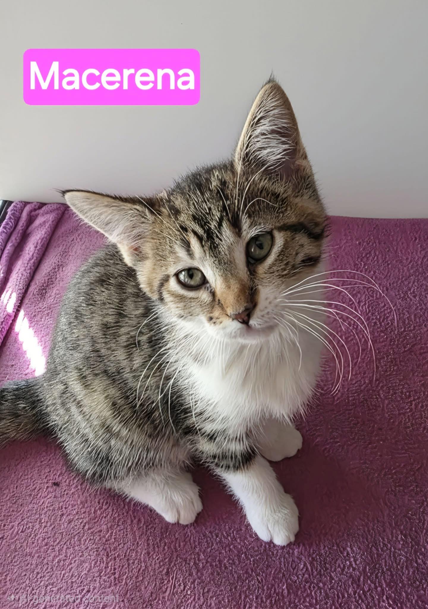 Enlarge Macarena, a ADOPTABLE mixed breed in Saginaw, MI image 1/1