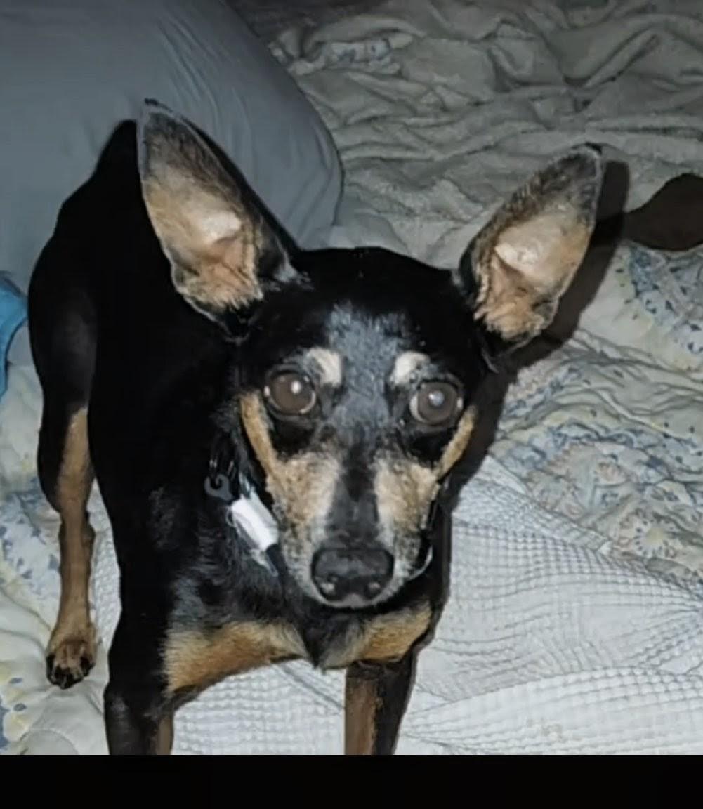 Enlarge Herbie, a Adoptable Miniature Pinscher in Port Richey, FL image 1/3