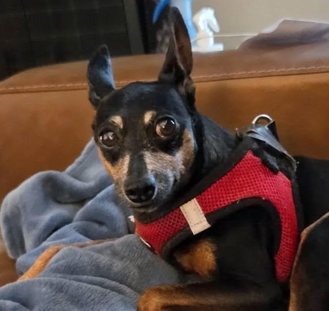 Enlarge Herbie, a Adoptable Miniature Pinscher in Port Richey, FL image 3/3