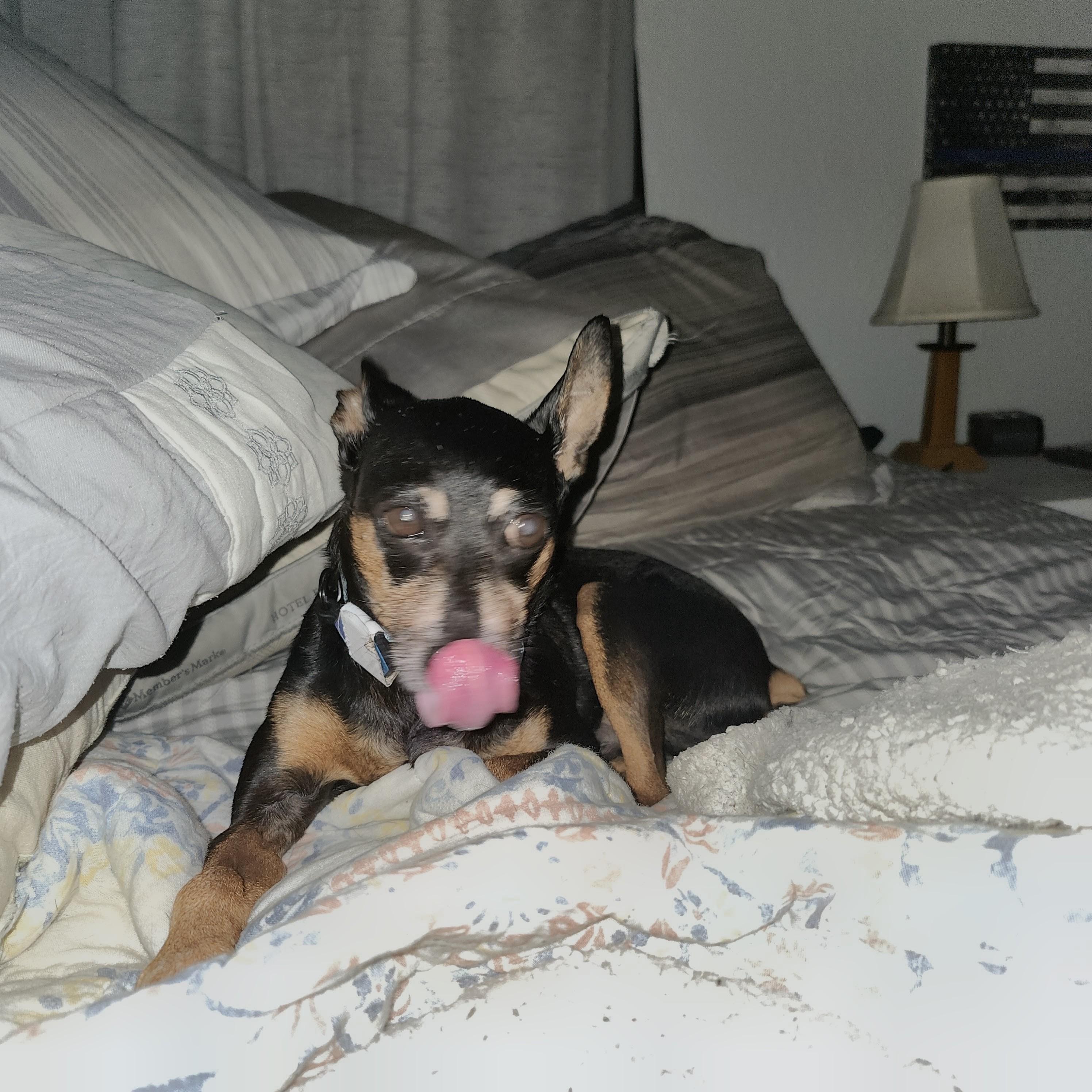 Enlarge Herbie, a Adoptable Miniature Pinscher in Port Richey, FL image 2/3