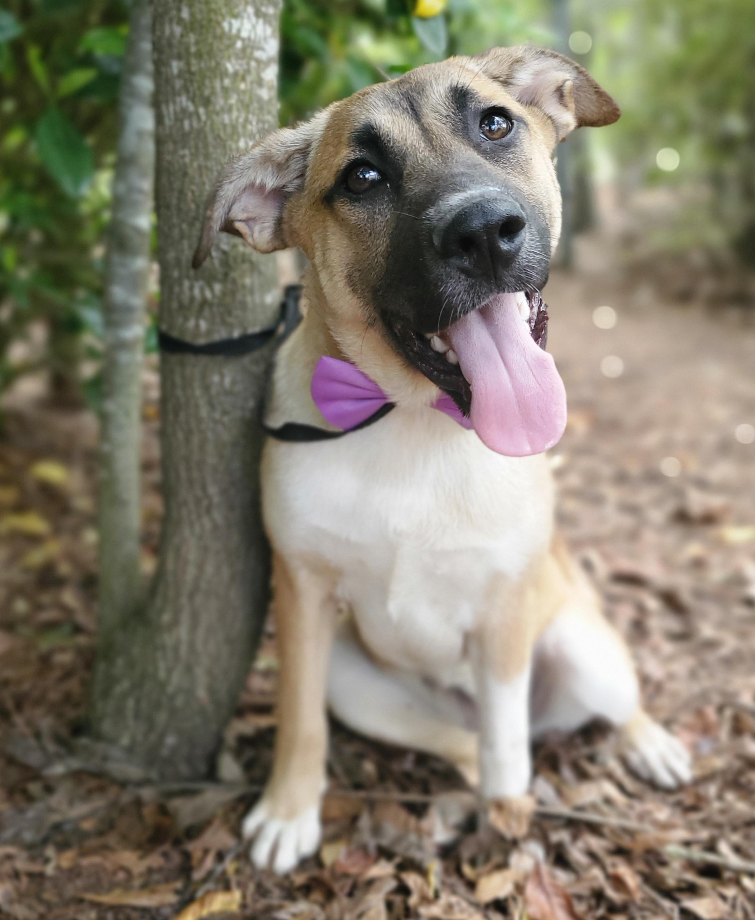 Enlarge Brownie, a Adoptable mixed breed in Charlotte , NC image 4/6
