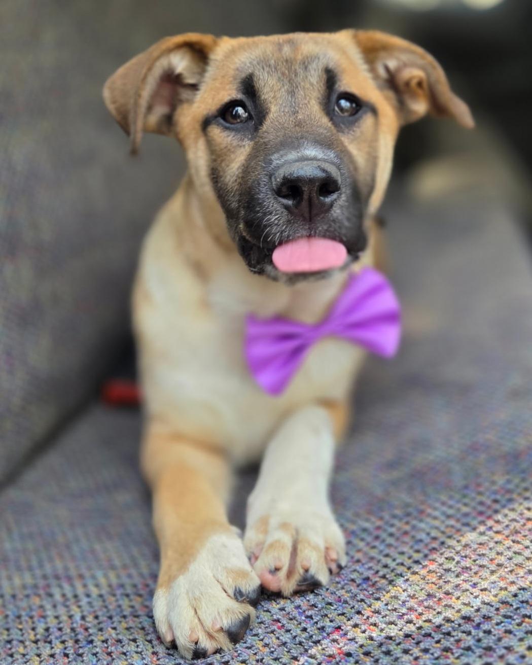 Brownie, a Adoptable mixed breed in Charlotte , NC image 5/6