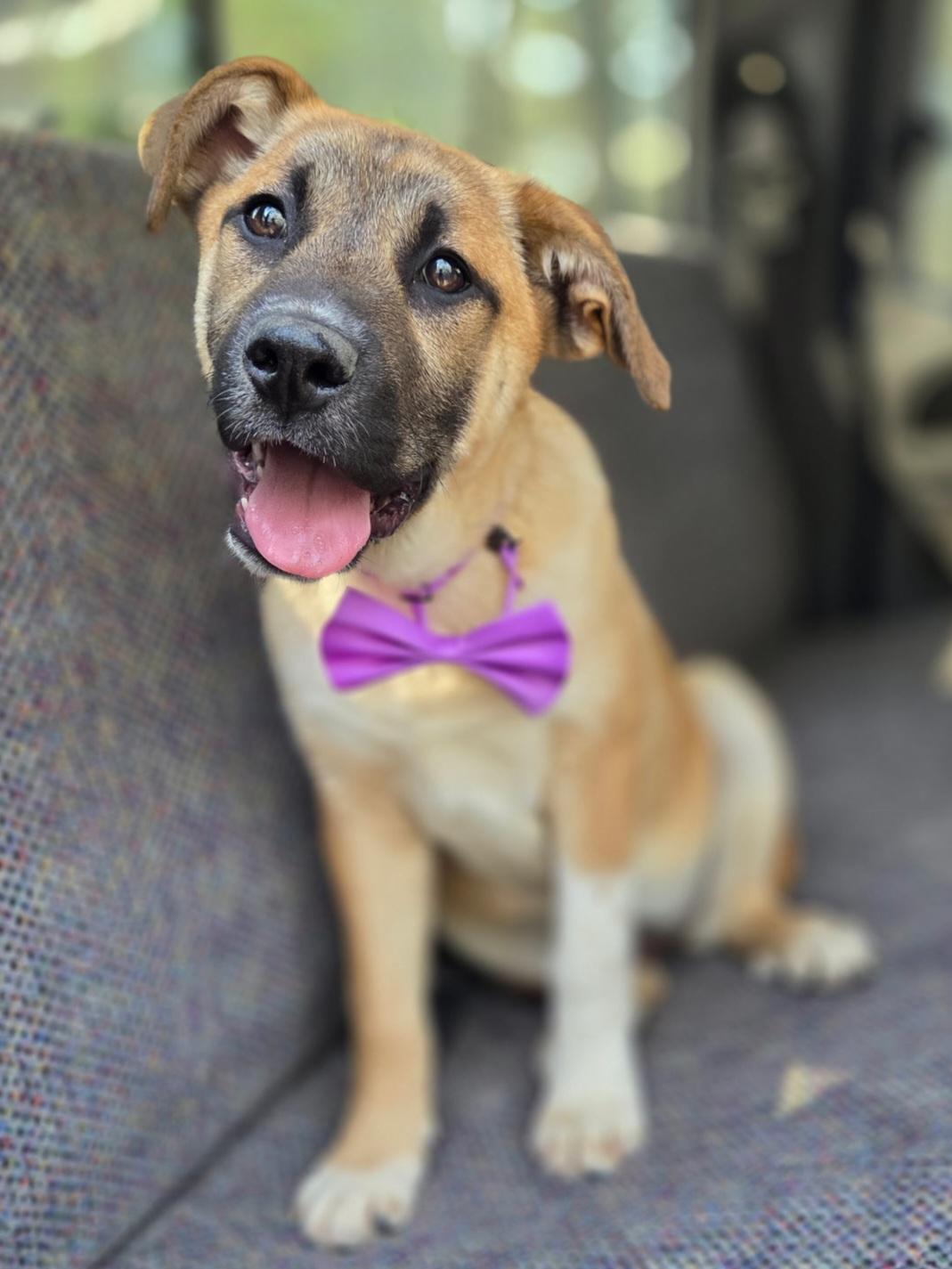 Brownie, a Adoptable mixed breed in Charlotte , NC image 6/6