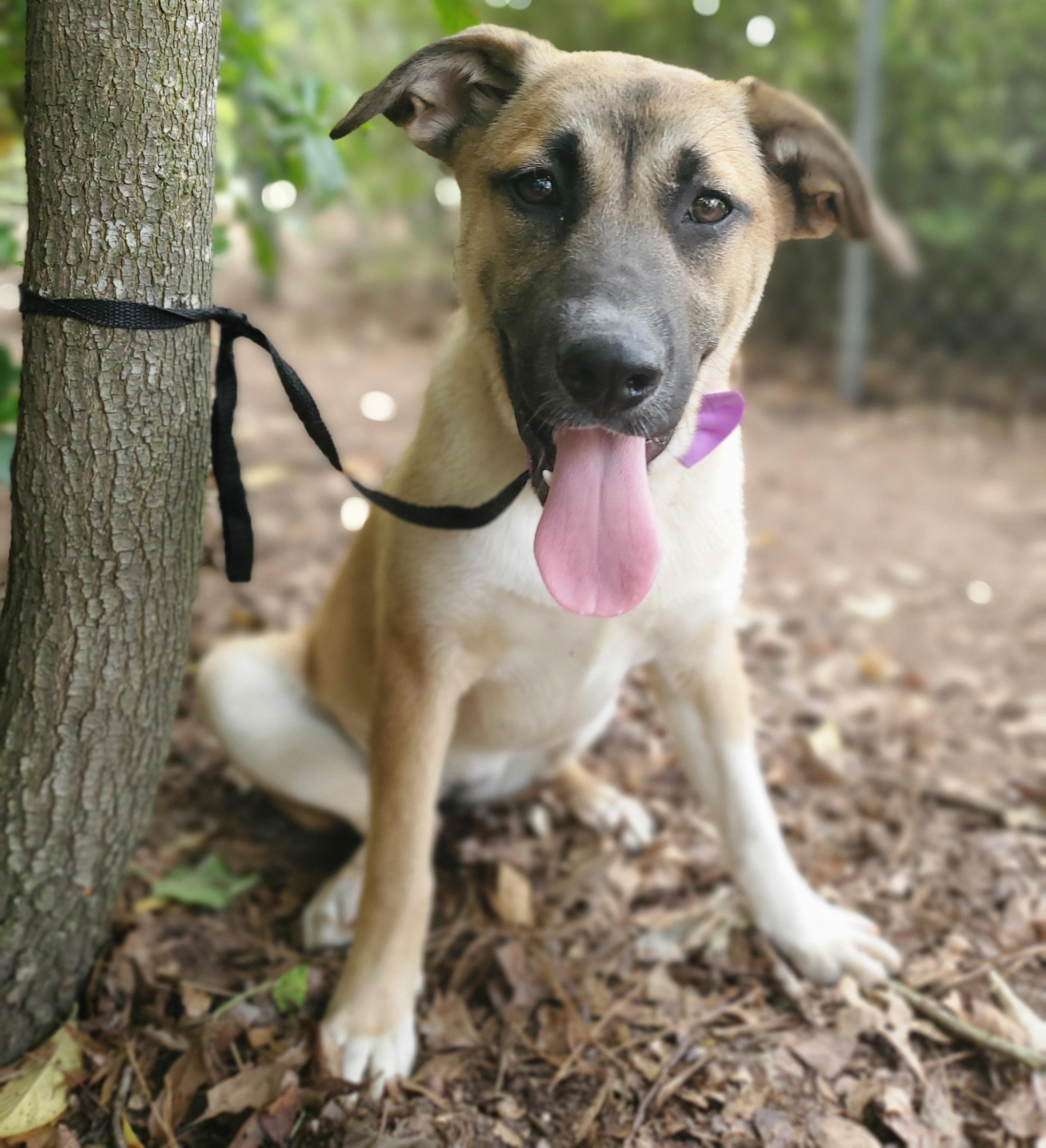 Enlarge Brownie, a Adoptable mixed breed in Charlotte , NC image 2/6