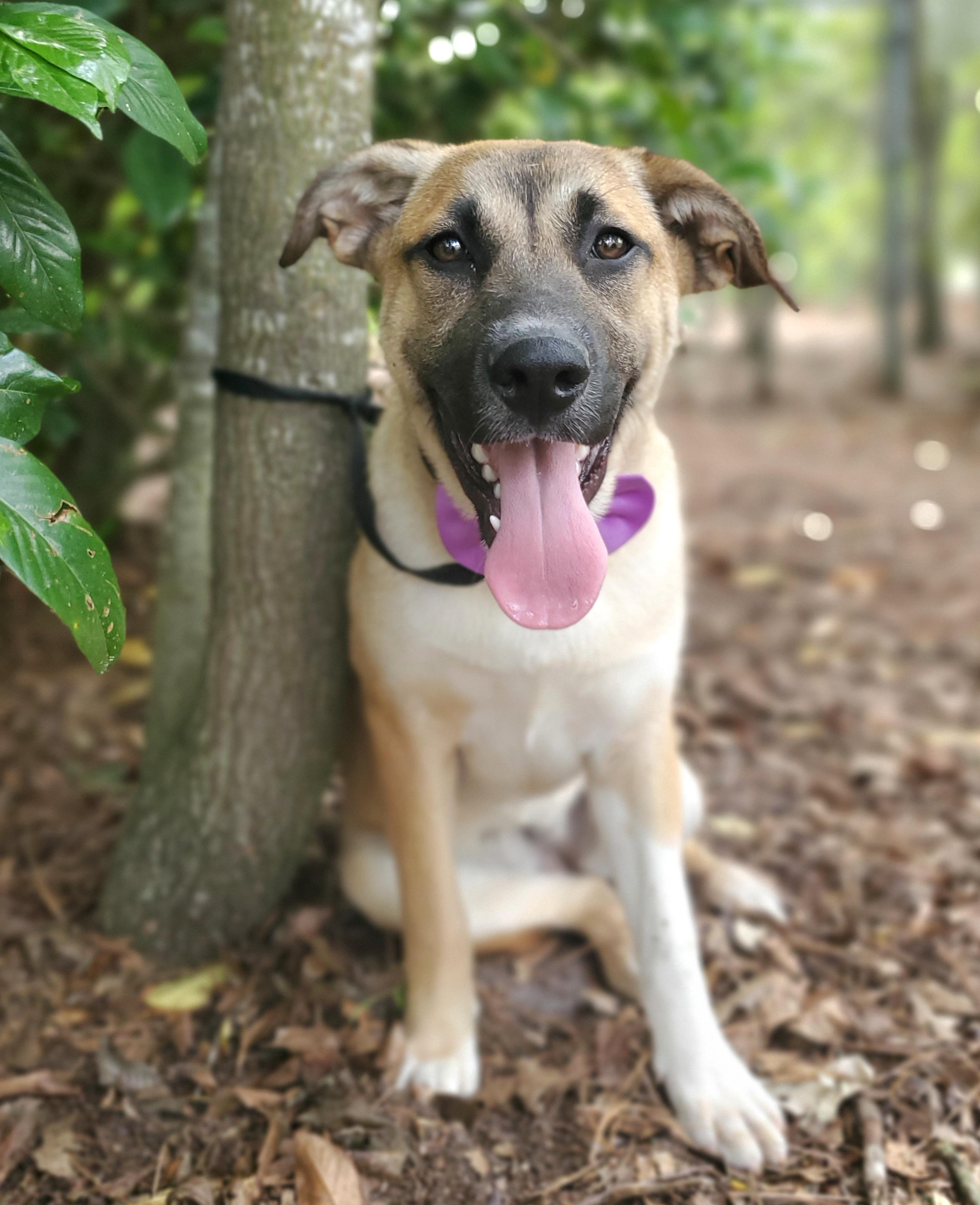 Enlarge Brownie, a Adoptable mixed breed in Charlotte , NC image 1/6