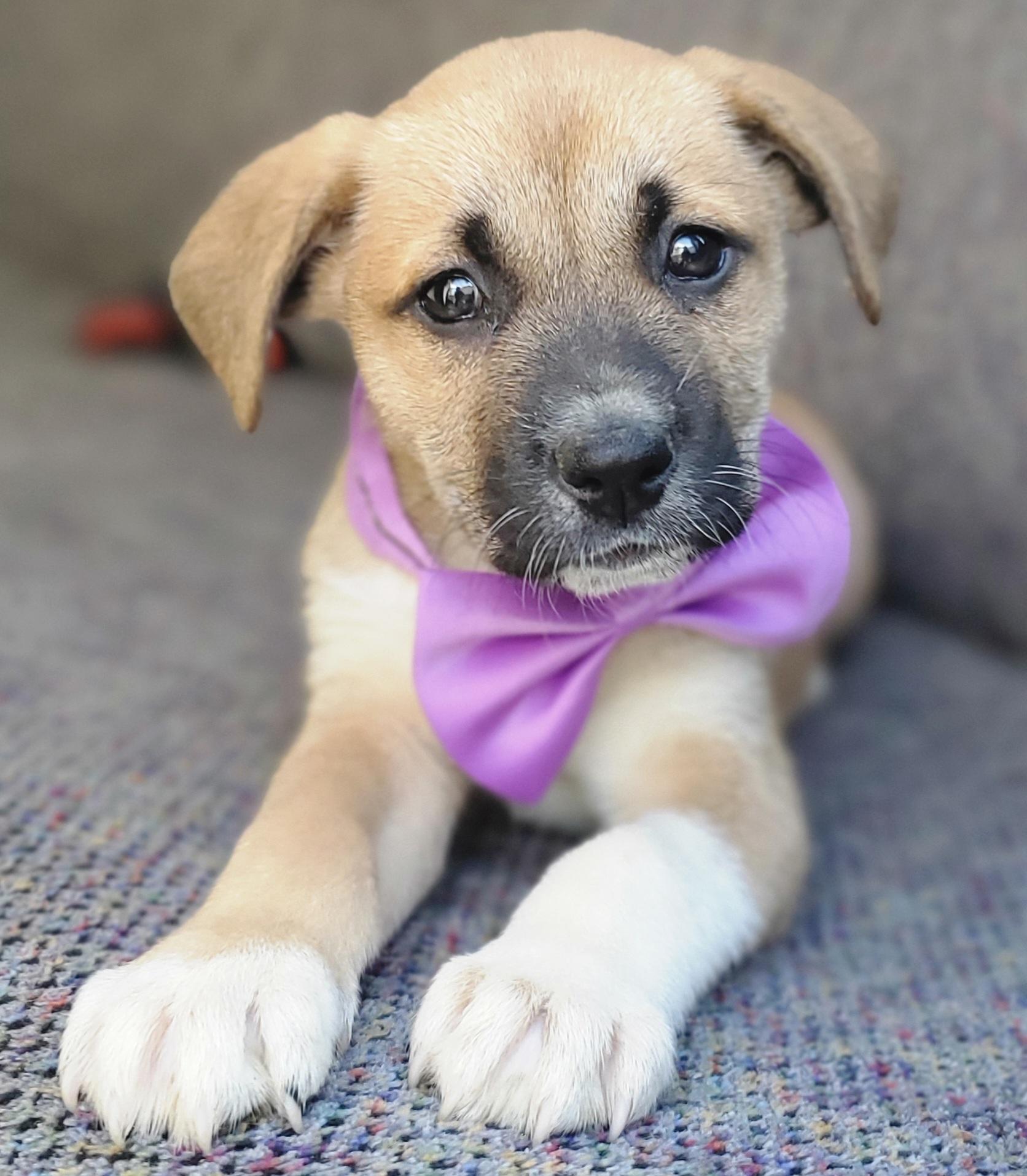 Enlarge Brownie, a Adoptable mixed breed in Charlotte , NC image 1/6