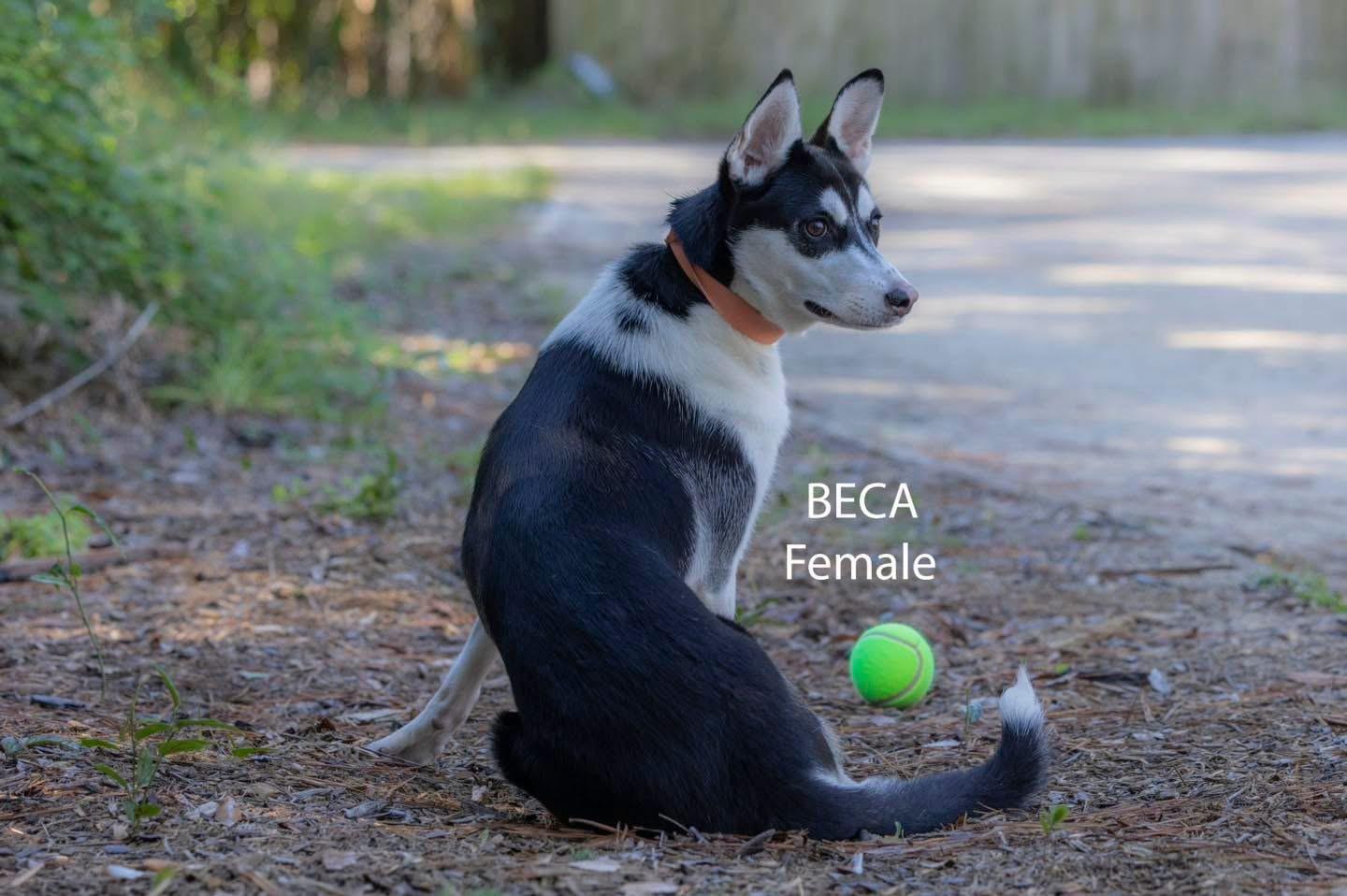 Enlarge Beca, a Adoptable mixed breed in Pawleys Island, SC image 2/2