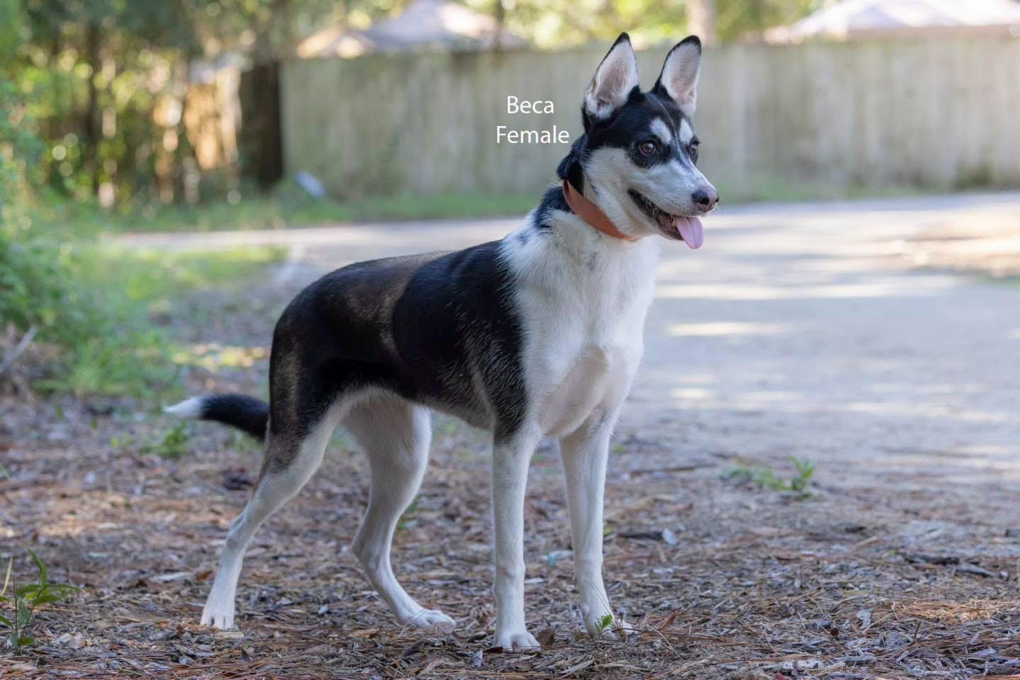 Beca, Adoptable, Adult Female Siberian Husky & Chihuahua.