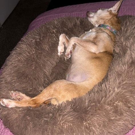 Jasmine, Adoptable, Senior Female Chihuahua.