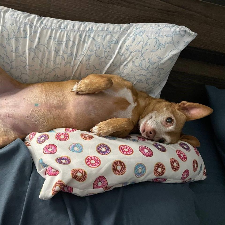 Jasmine, a Adoptable Chihuahua in Corvallis, OR image 2/6