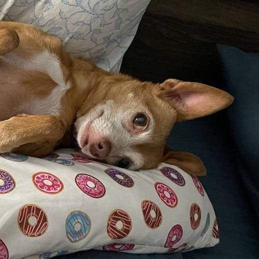 Enlarge Jasmine, a Adoptable Chihuahua in Corvallis, OR image 2/6